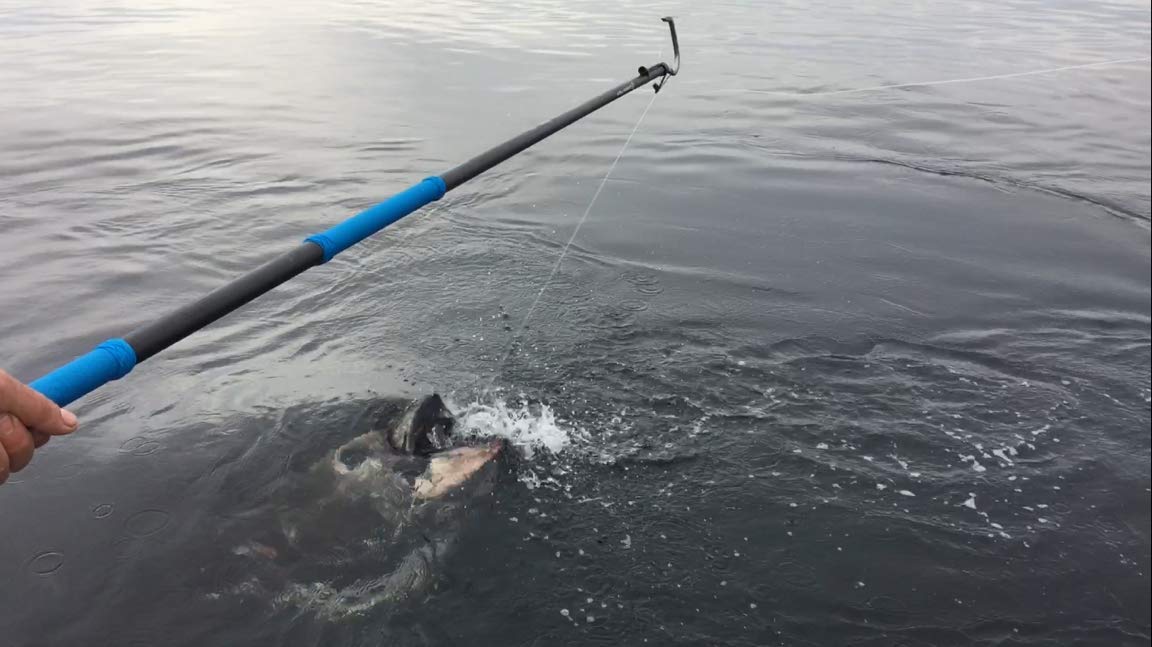 CudaCuda 4ft Carbon Fiber Gaff with 2