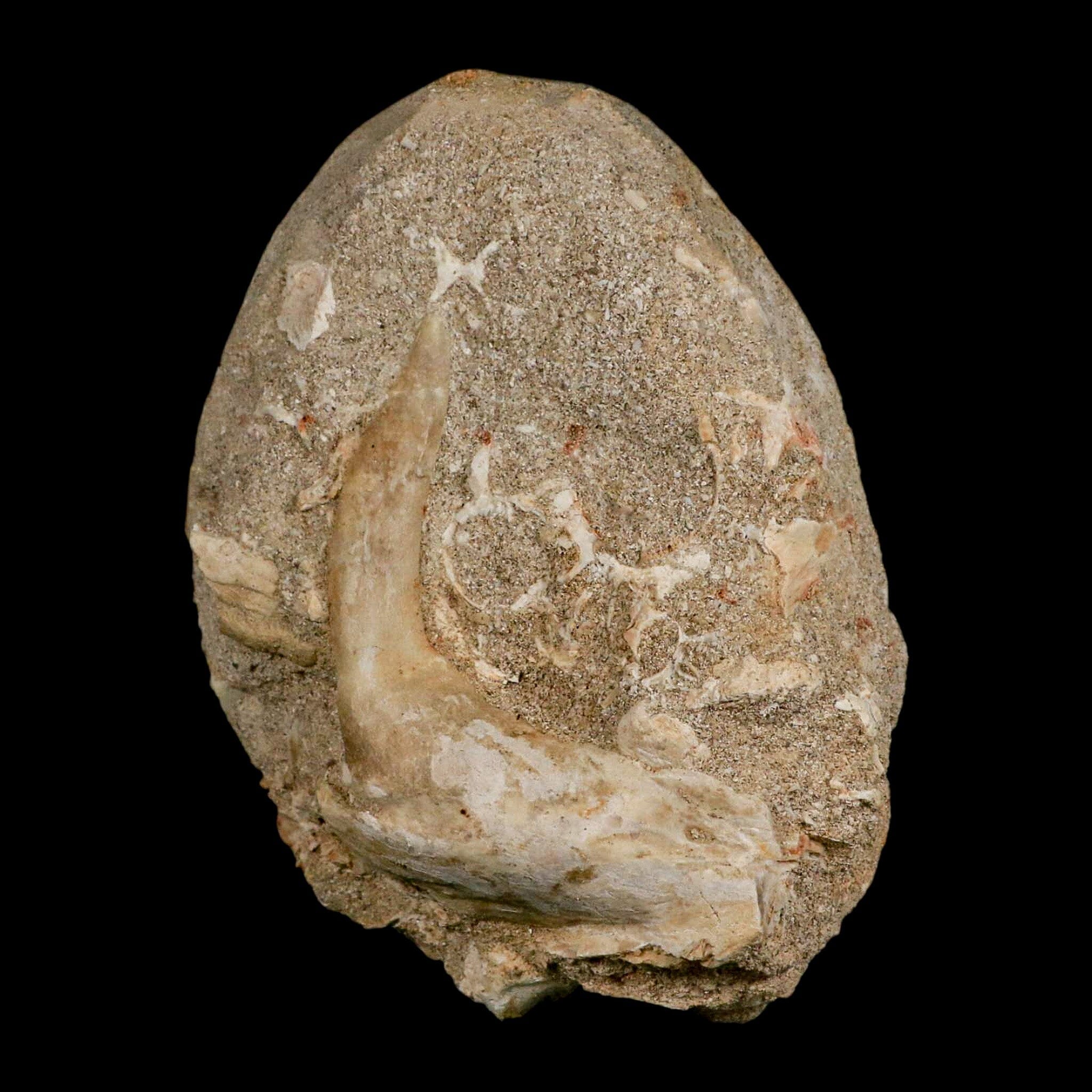 XL 3.2 Inch Saber-Toothed Herring Fossil - Enchodus Libycus Tooth from Cretaceous Period - Perfect for Paleontology Collections & Fossil Displays