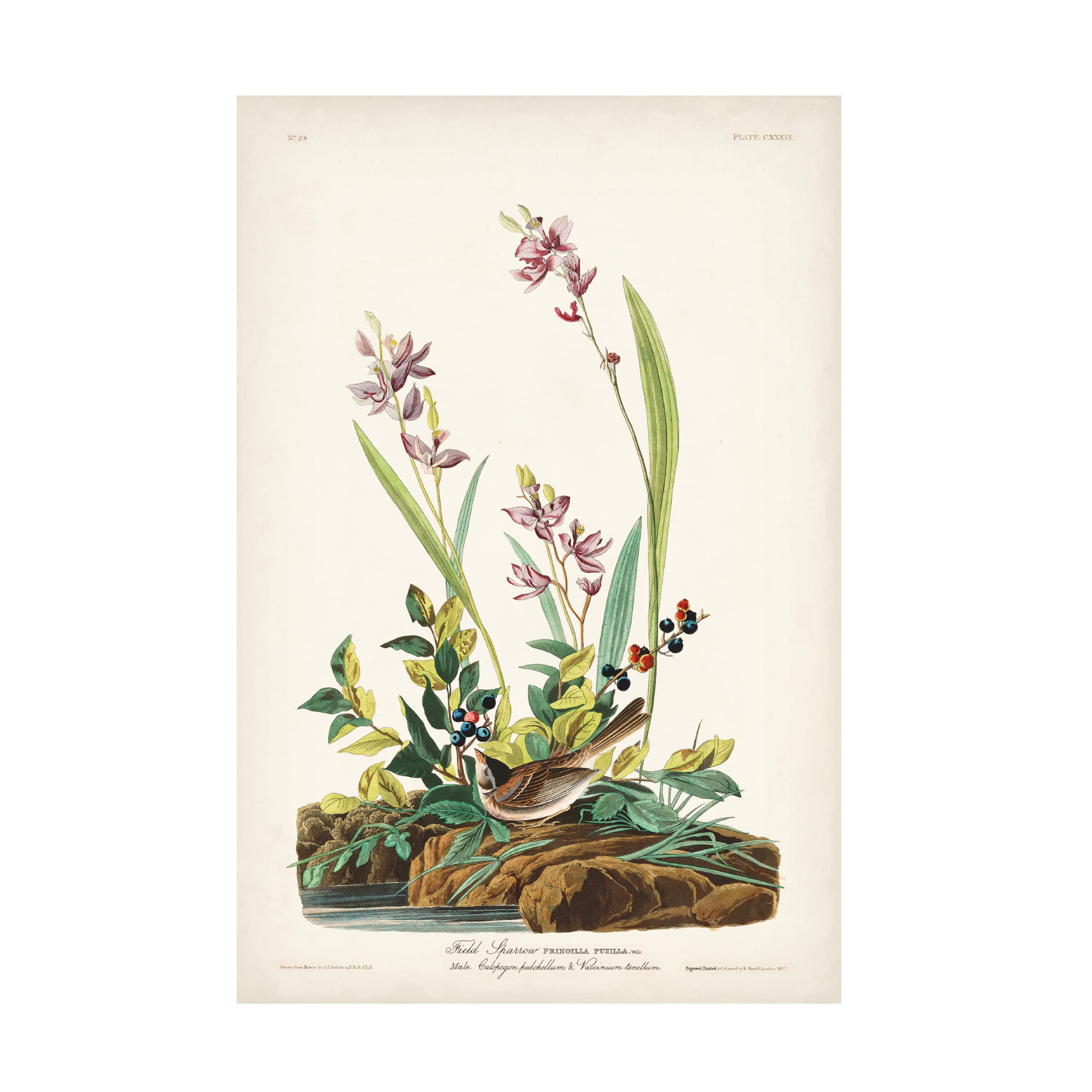 John James Audubon 'Field Sparrow' Canvas Art Print - 22x32 Inches - Premium Wildlife Wall Decor for Living Room, Bedroom & Office