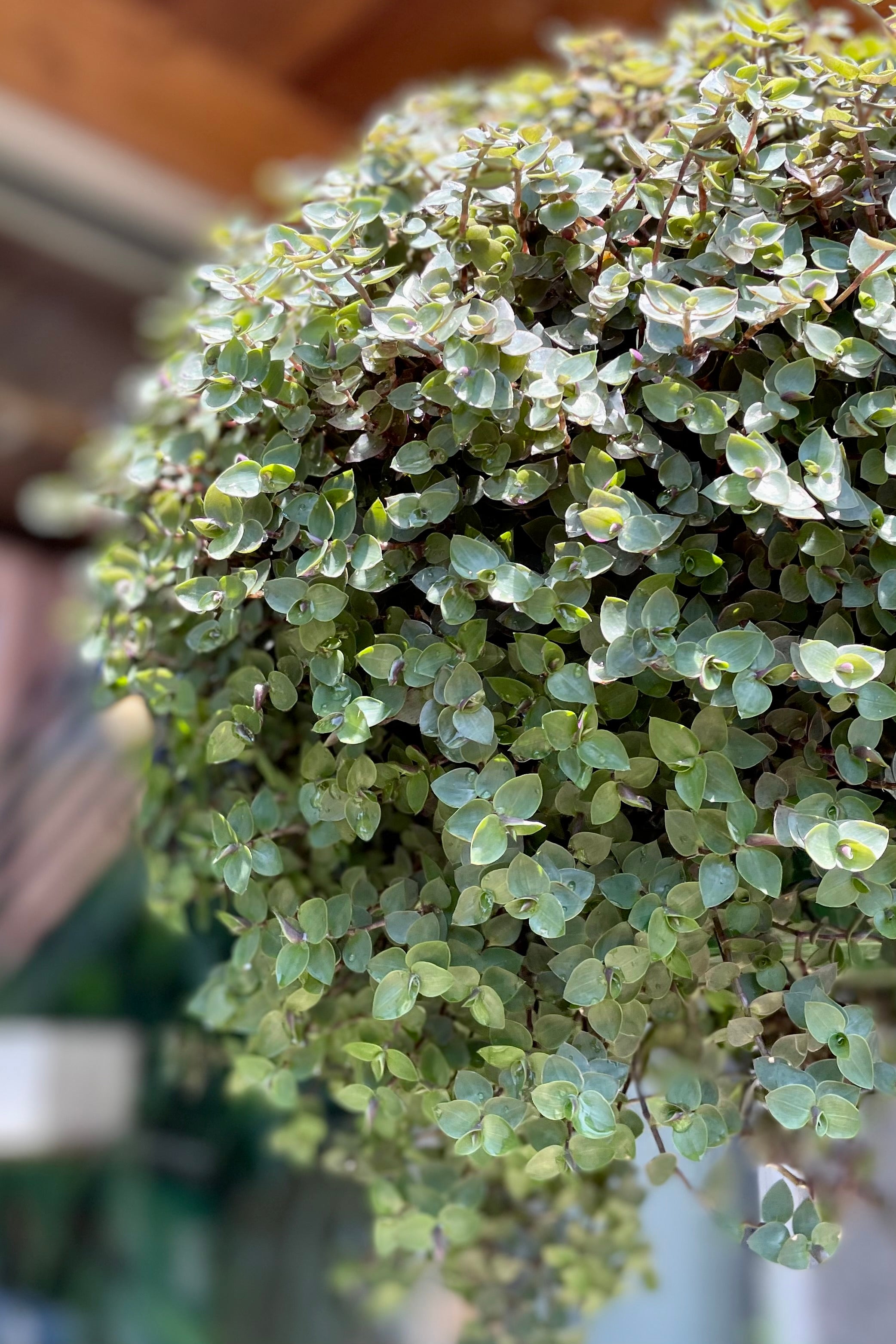 Buy Callisia Repens (Turtle Vine) - 10 Pack | Fast-Growing Indoor Hanging Plants for Home & Office Decor