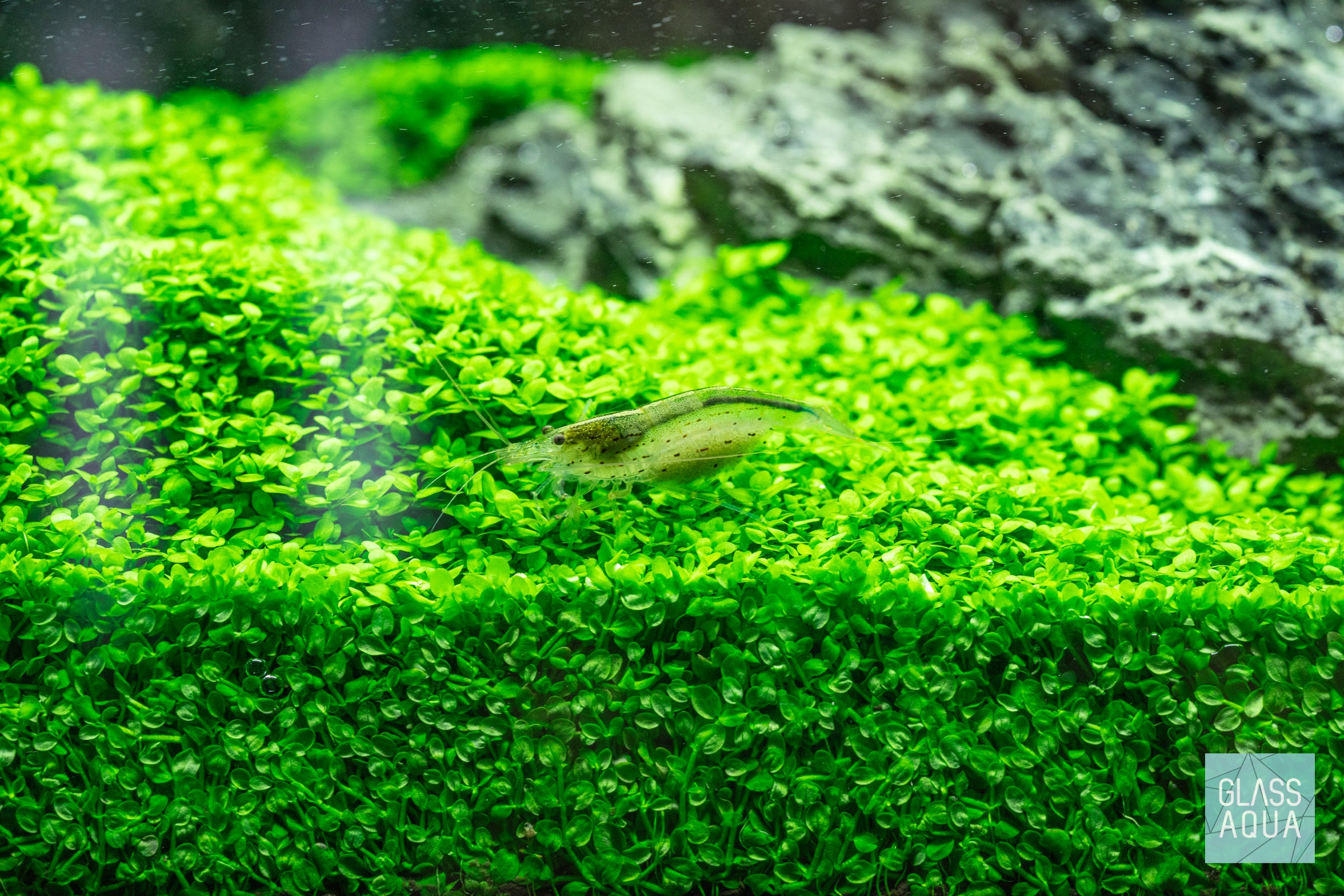 Micranthemum Monte Carlo Aquatic Plant - Premium Stainless Steel Mesh Mat for Aquascaping | Perfect for Freshwater Planted Tanks & Nano Aquariums