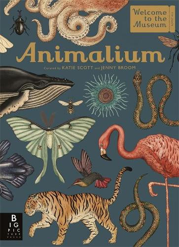 Animalium: Illustrated Wildlife Encyclopedia by Jenny Broom & Katie Scott – Perfect for Nature Lovers, Home Decor & Educational Gifts