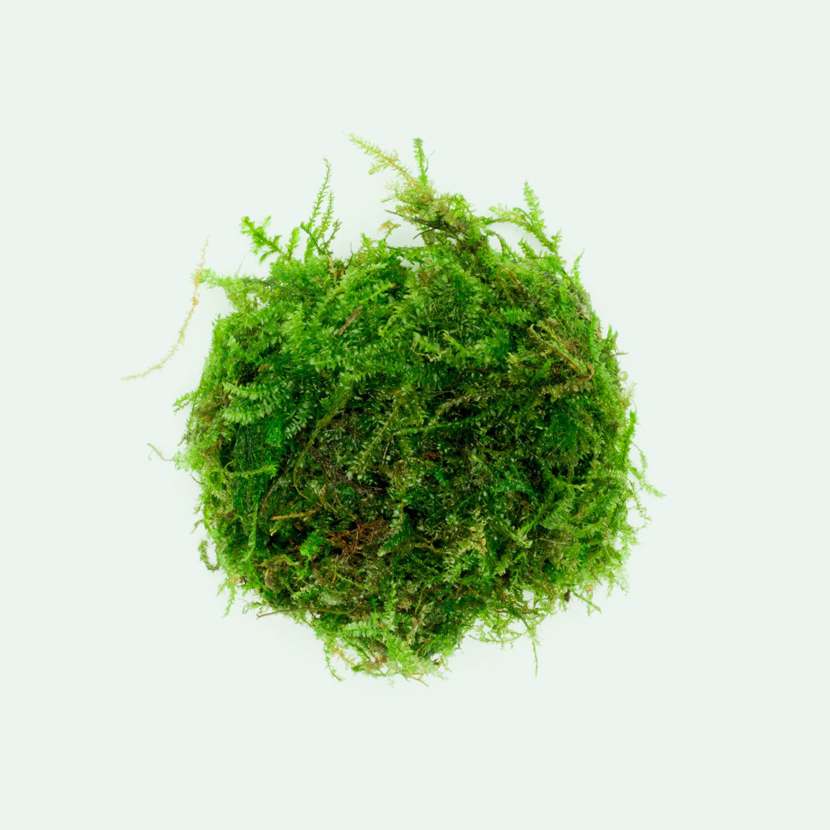 Premium Weeping Moss (Vesicularia ferriei) for Aquascaping - Live Aquatic Plant for Fish Tanks, Terrariums & Paludariums - Creates Stunning Waterfall Effect in Aquariums