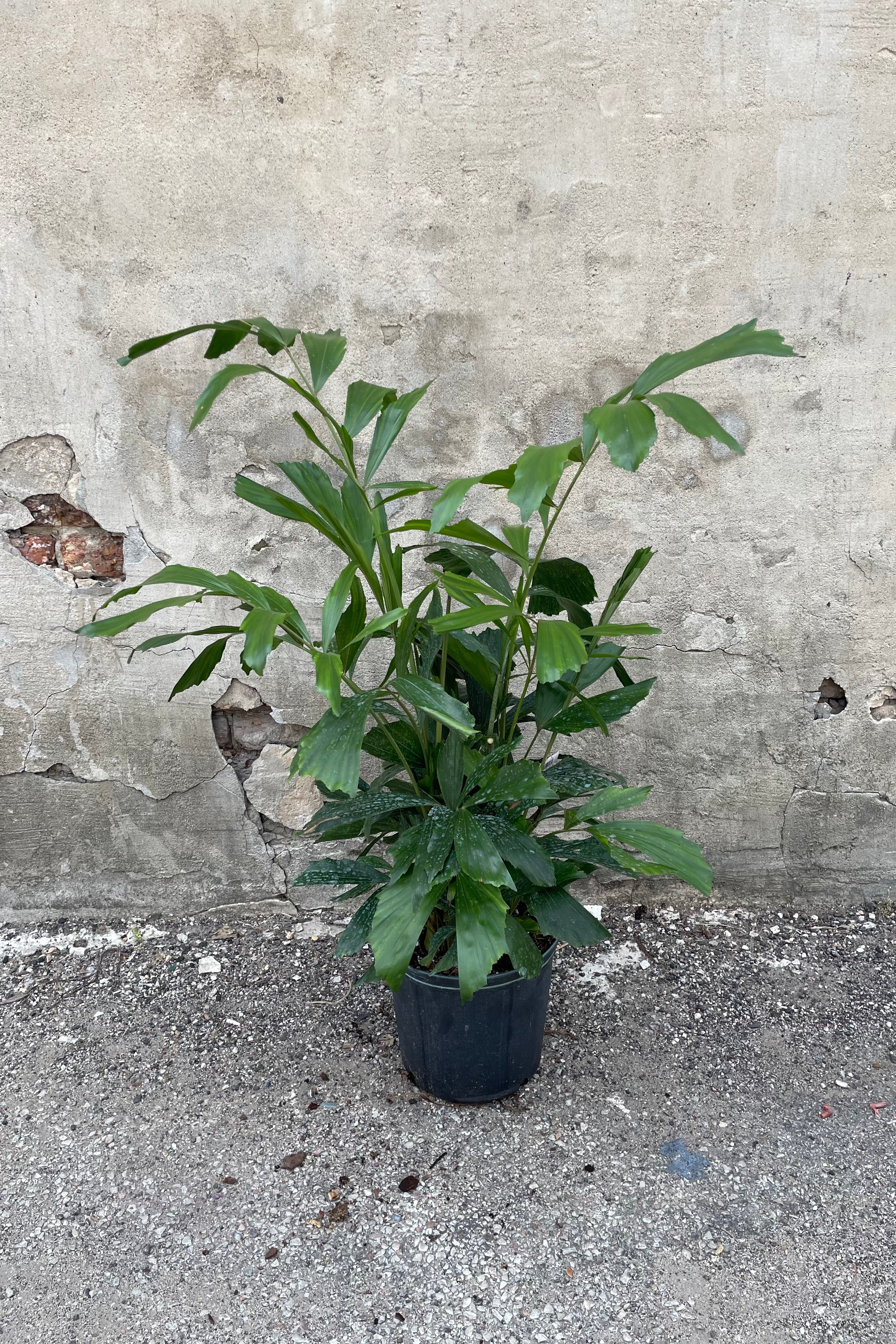 Buy Caryota Mitis Fishtail Palm - 10 Inch Indoor Tropical Plant for Home & Office Decor | Perfect for Living Rooms, Patios, and Green Spaces
