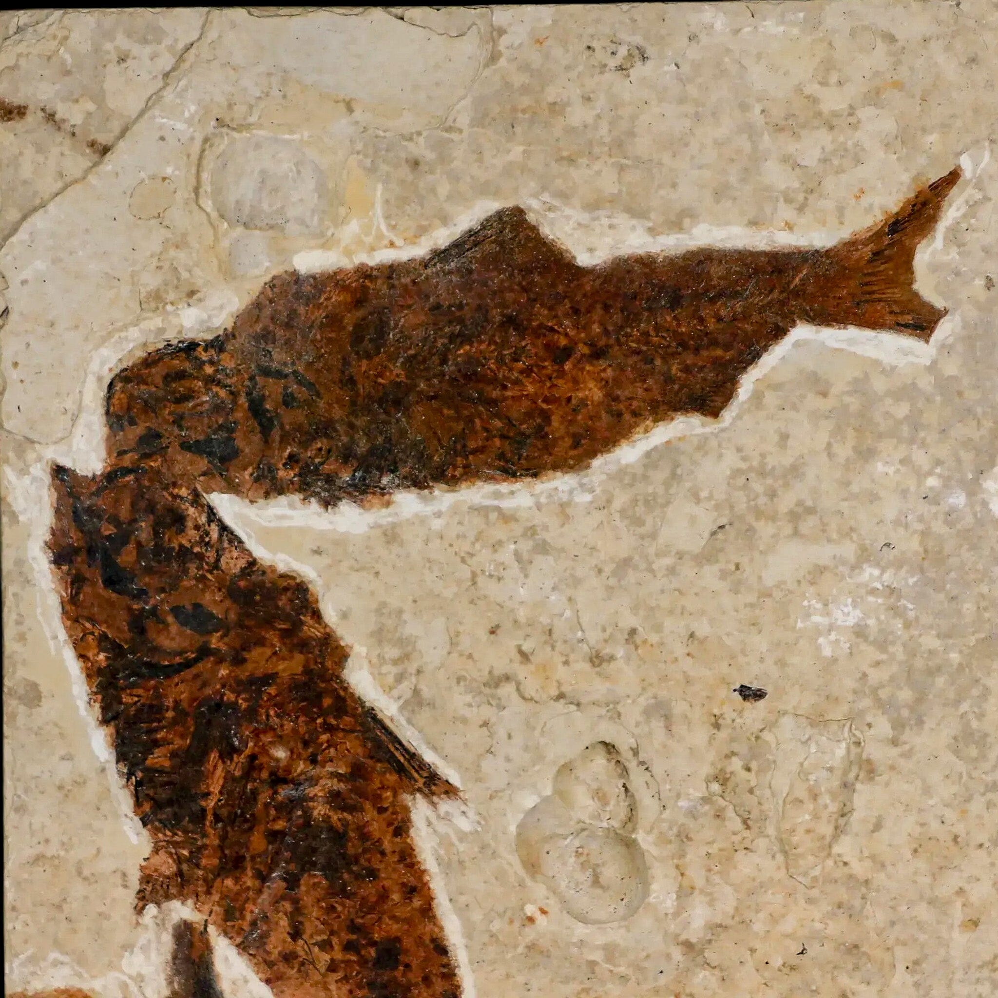 Authentic Knightia Eocaena Fossil Fish from Green River Formation - 3-Piece Eocene Era Collection with COA & Display Stand - Perfect for Science Classrooms, Fossil Displays & Paleontology Gifts