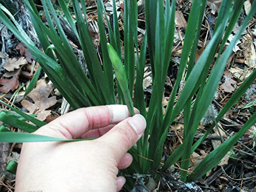 100 Perennial Spring Bulbs - Wintersun Paperwhite Narcissus Bulbs for Garden Planting | Indoor & Outdoor Flowering Plants for Home Decor, Landscaping, and Gift Giving