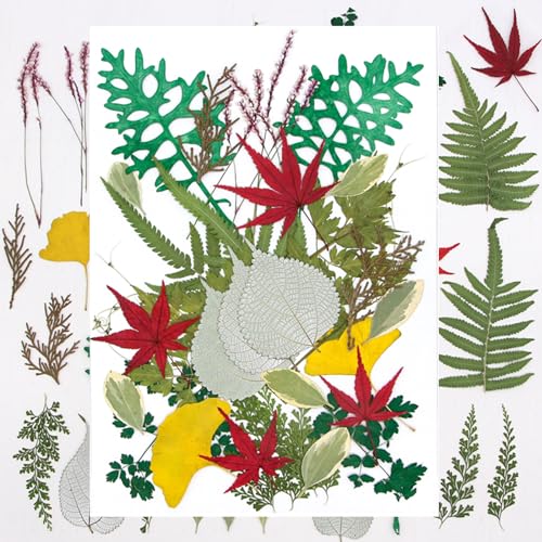 Leaves B