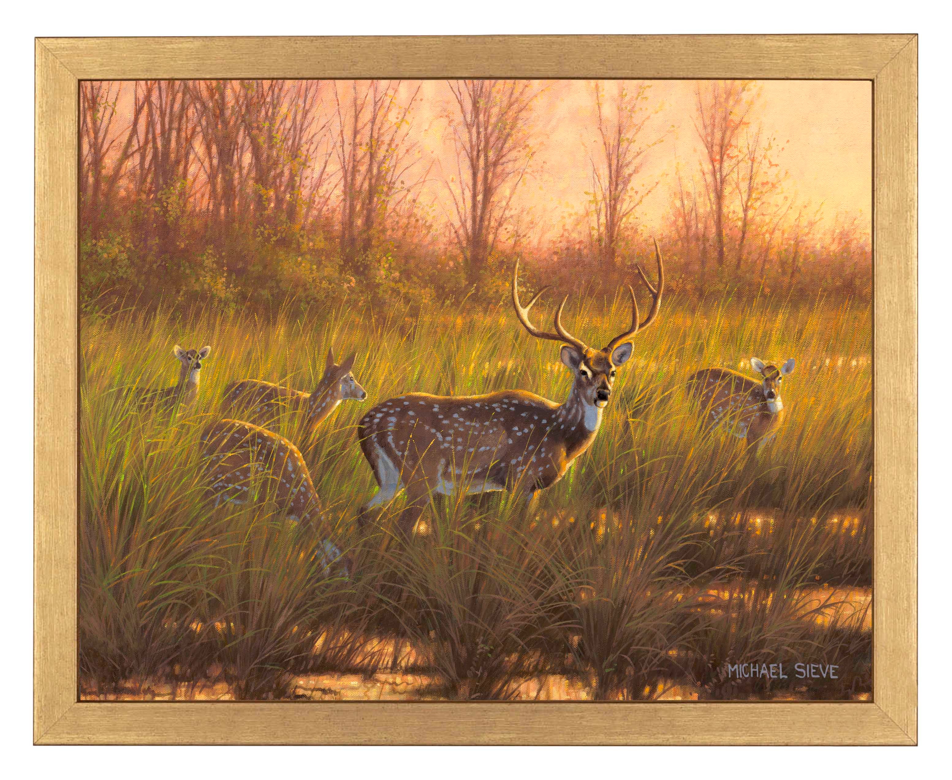 Chital Deer Art Prints - Stunning Wildlife Wall Decor for Home, Office & Gifts | High-Quality Fine Art Prints