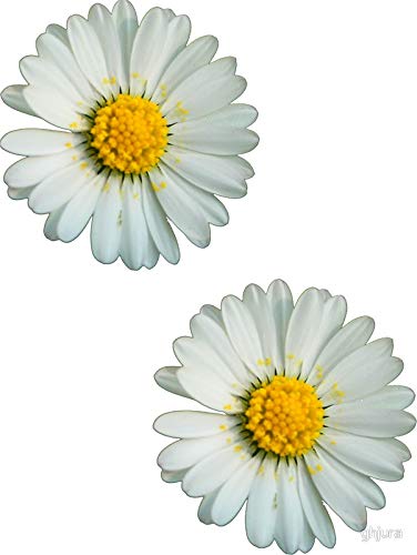 Two White Daisies Vinyl Decal Stickers - Waterproof Car, Truck, Laptop, Phone & Wall Decals for Windows, Vehicles, Home & Office Decor - Perfect for Personalizing Cars, Laptops, Water Bottles & Gifts