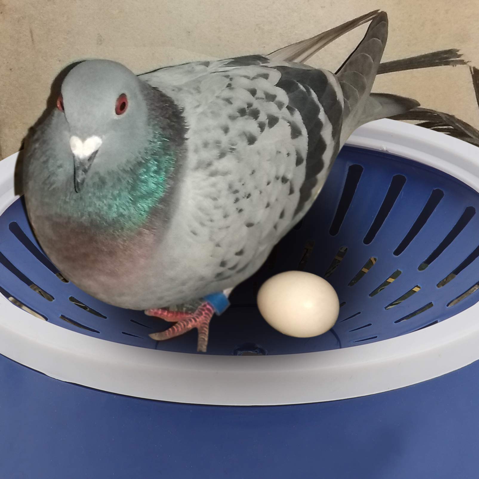 POPETPOP 5pcs Pigeon Nest Egg Bowl - Durable Bird Egg Container for Incubation, Perfect for Pigeon & Pet Bird Nests, Ideal for Breeding & Hatching Accessories