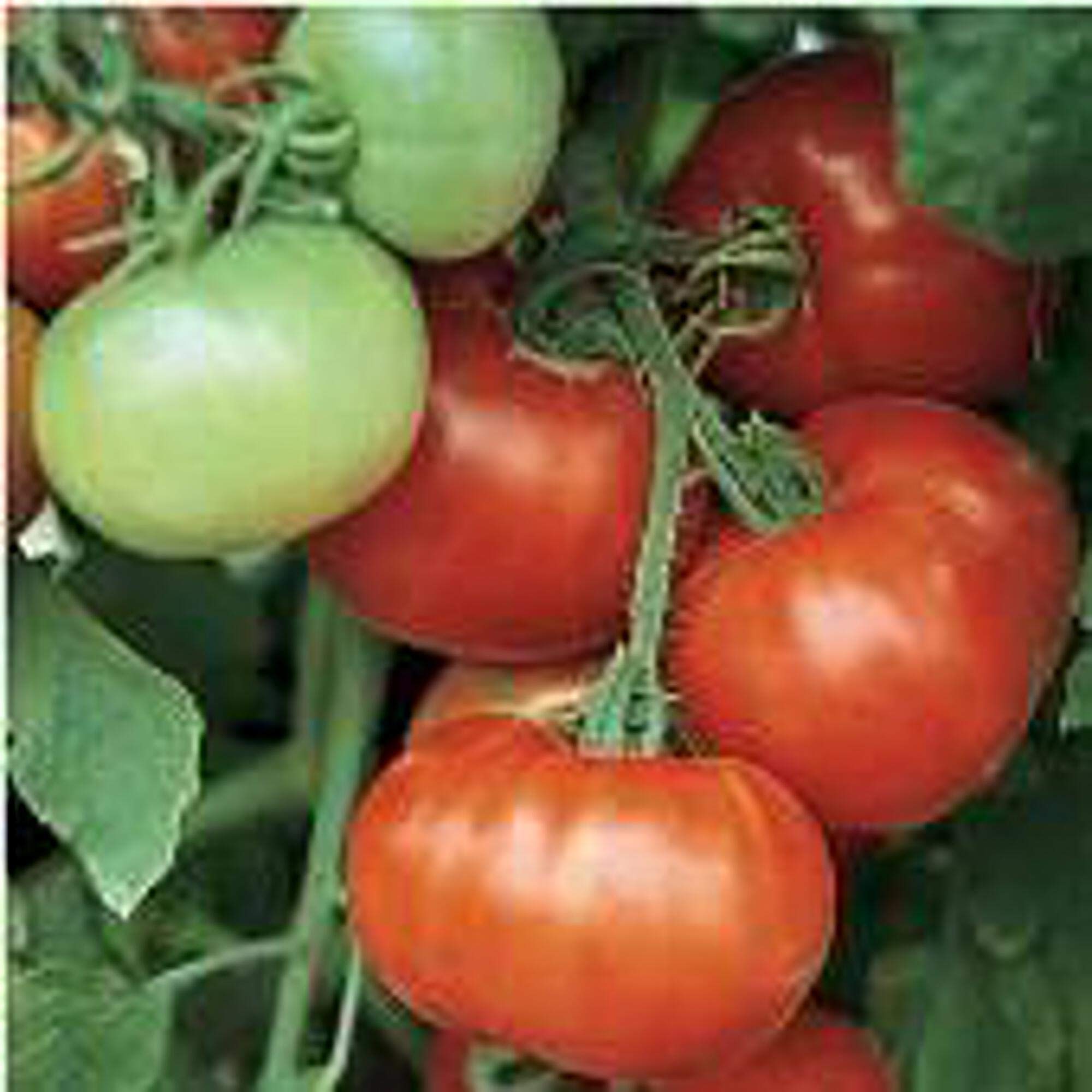Non-GMO Tomato Seeds for Planting (20+ Seeds) - Home Garden, Greenhouse, Indoor & Outdoor Vegetable Gardening | Fresh, Organic, Heirloom Variety for Salads, Sauces, and Healthy Eating