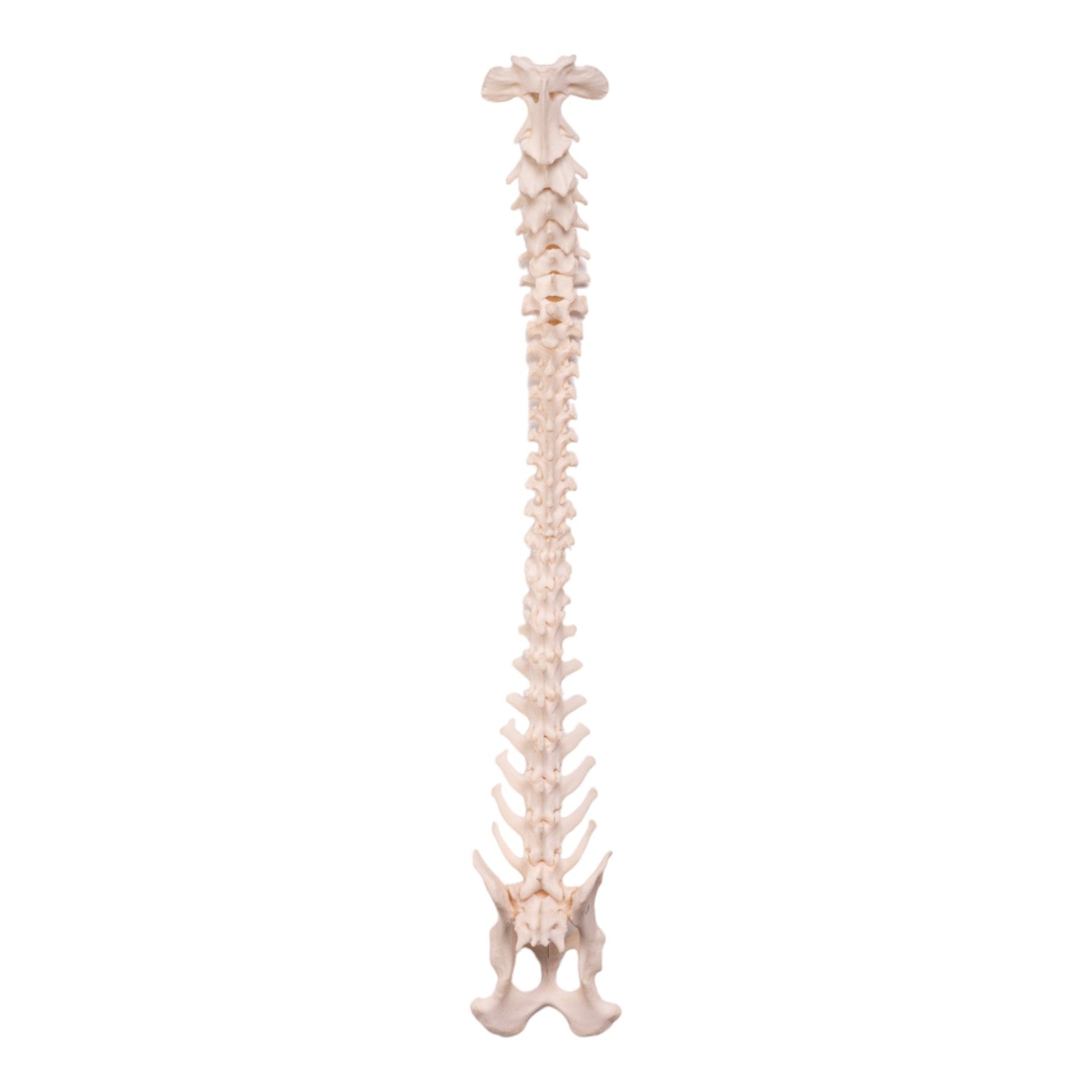 Real Domestic Dog Spine, Pelvis & Sacrum Articulated Skeleton - Veterinary Study, Anatomy Education & Taxidermy Display
