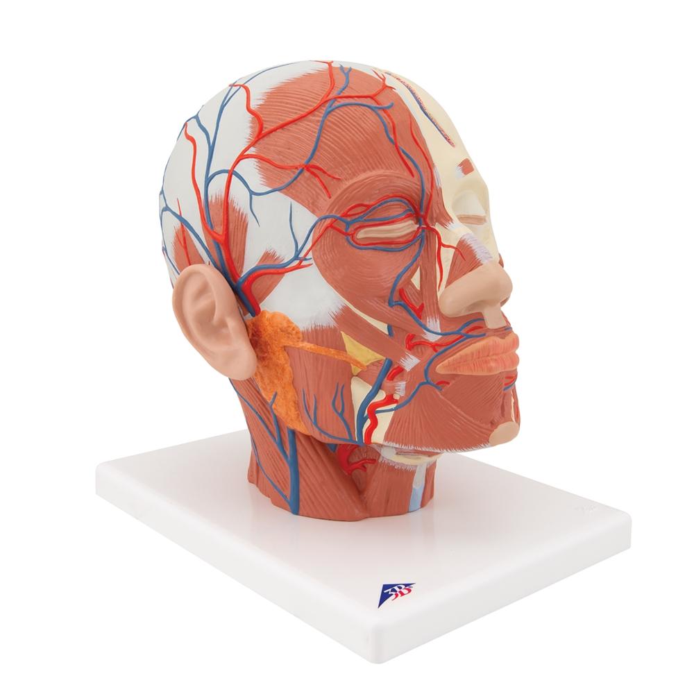 Human Head Musculature Anatomy Model with Blood Vessels - Perfect for Medical Students, Anatomy Study & Classroom Demonstrations