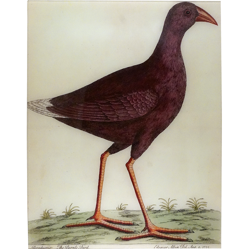 17T 18 Purple Bird PNG - High-Quality Transparent Background Image for Digital Art, Web Design & Social Media Posts