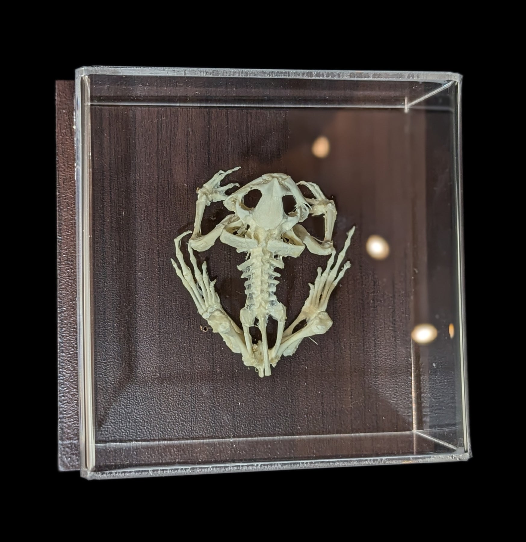 Articulated Toad Skeleton - Realistic Animal Anatomy Model for Science Education & Halloween Decor | Perfect for Biology Classrooms, Halloween Props & Gothic Home Decor