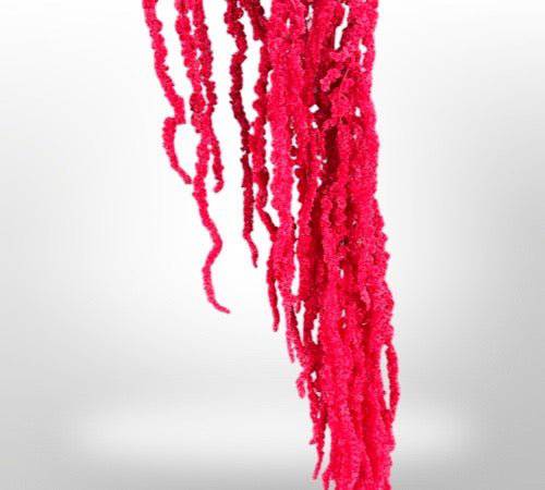 Dried Amaranthus Flowers for Home Decor | Natural Preserved Floral Arrangements | Perfect for Wedding, Party & DIY Crafts