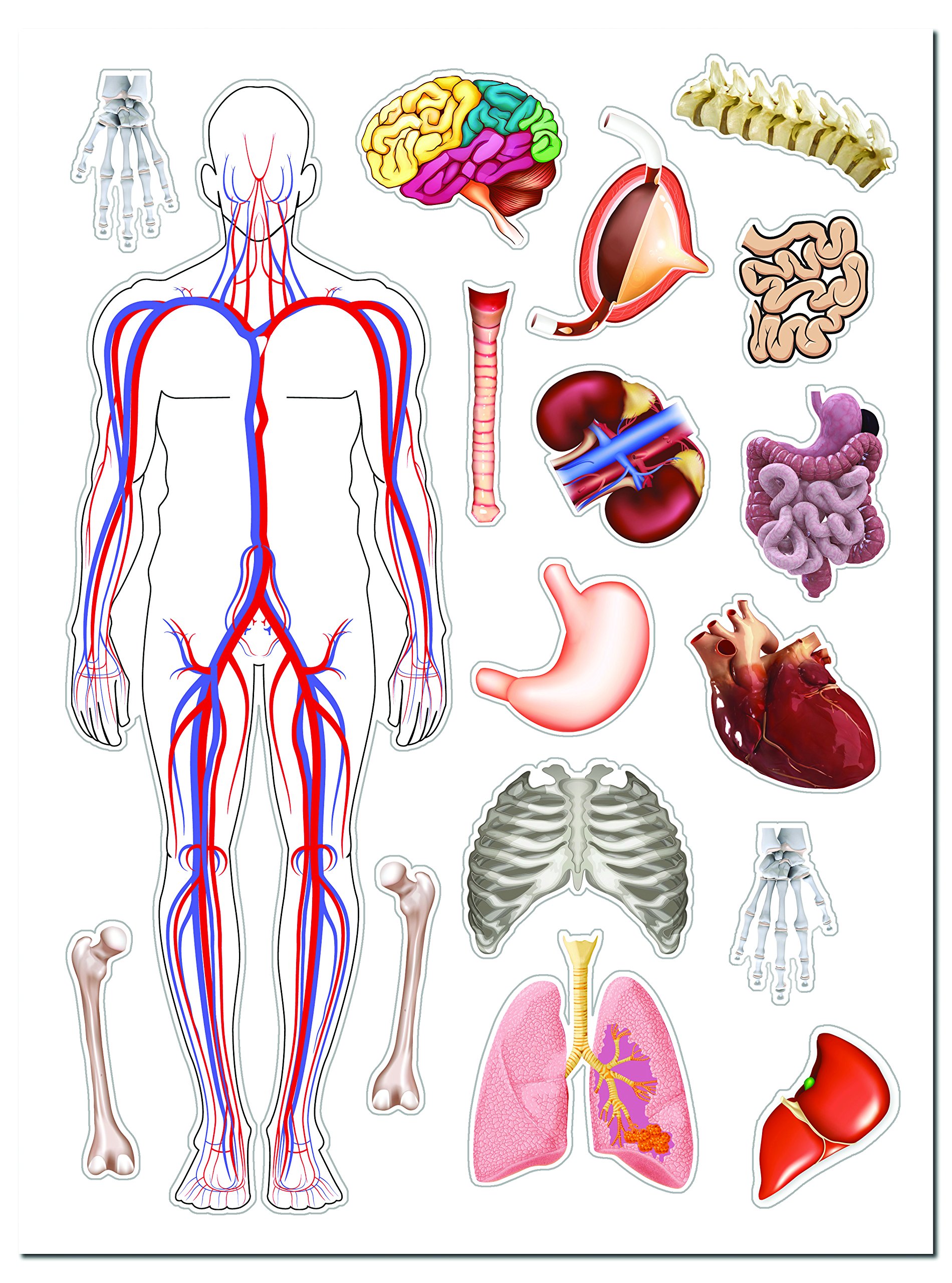 Human Body Educational Box Set - Interactive Learning Kit for Kids | Explore Anatomy & Biology | Perfect for Homeschooling & Classroom Science Activities