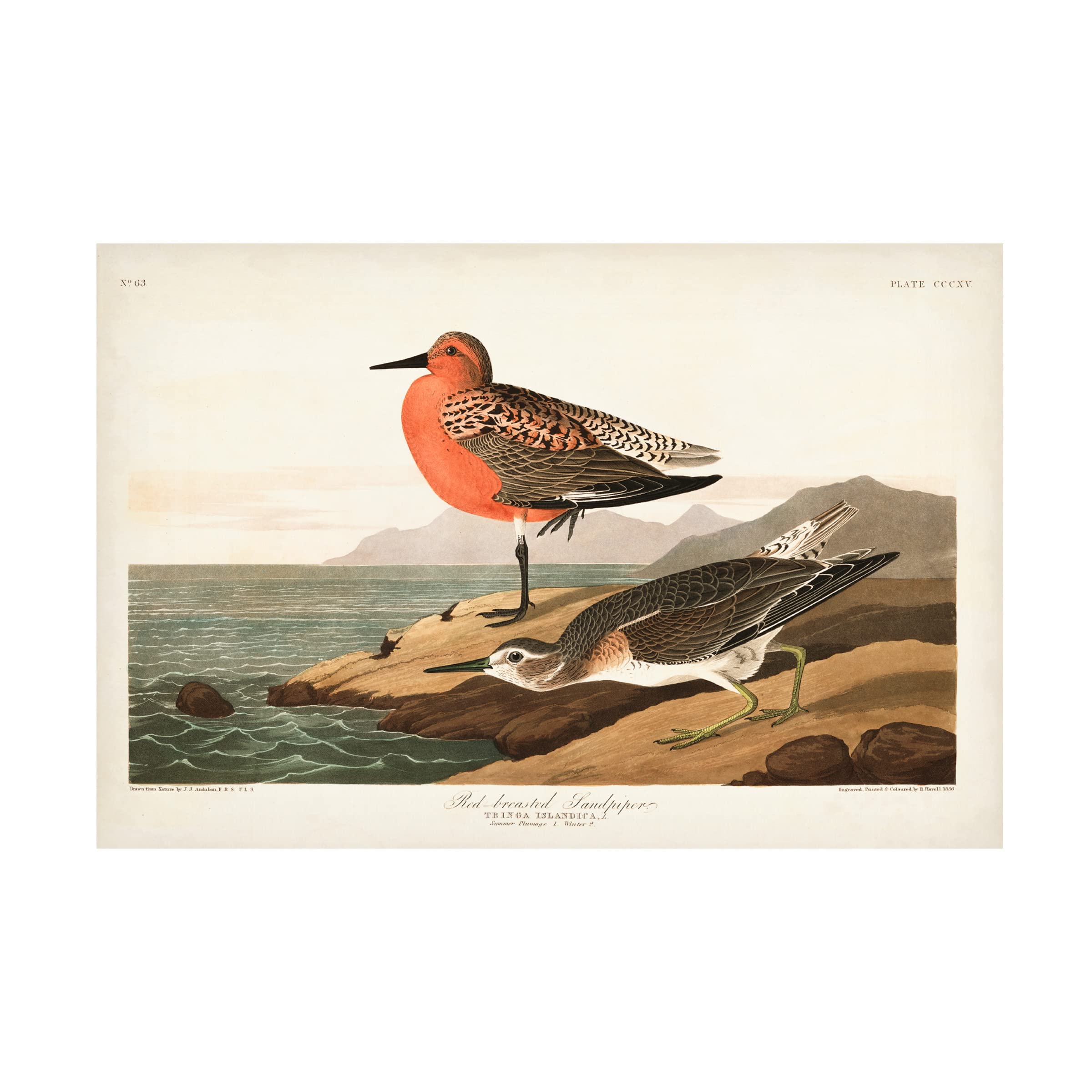 John James Audubon 'Red-breasted Sandpiper' Canvas Art Print 16x24 - Premium Wildlife Wall Decor for Living Room, Office & Nature Lovers