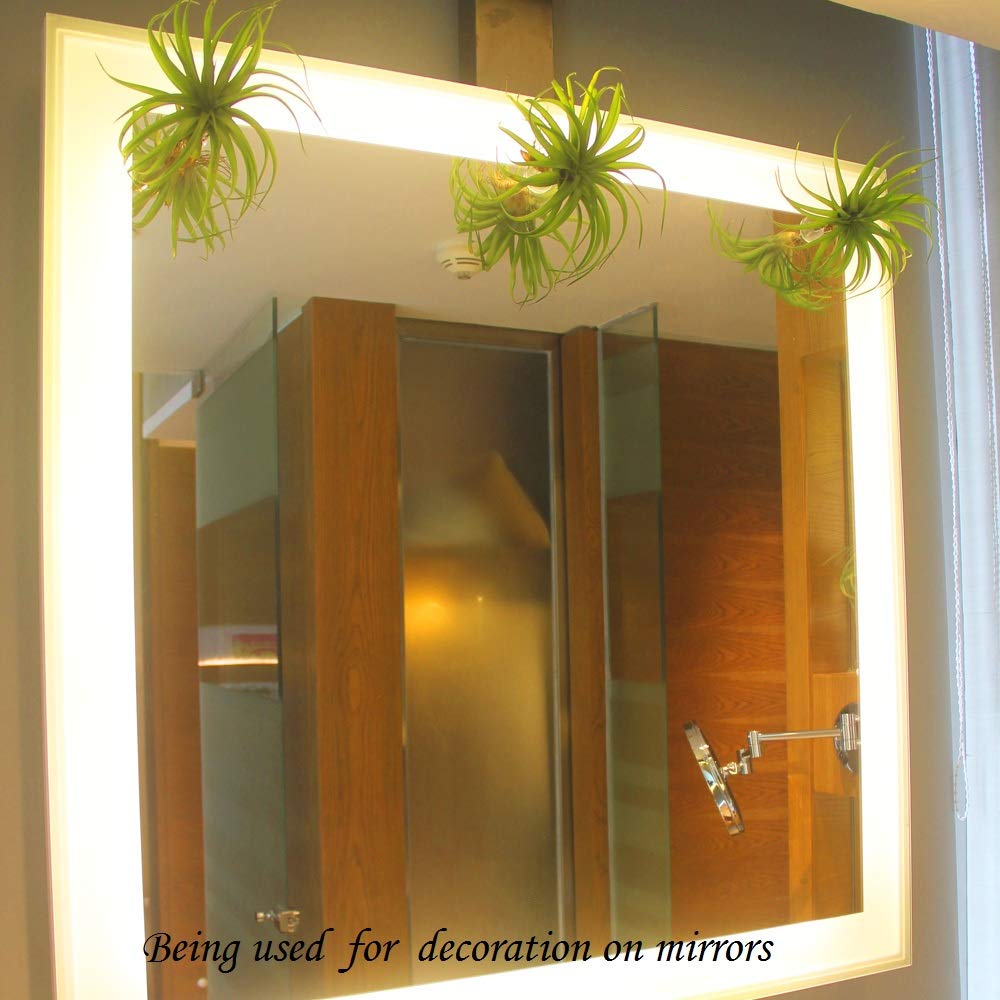 10 Pack Vertical Air Plant Holders with Suction Cups - Stainless Steel Tillandsia Planters for Window Display - Unique Air Plant Containers for Home & Office Decor - Perfect for DIY Tillandsia Art & Wall Decor