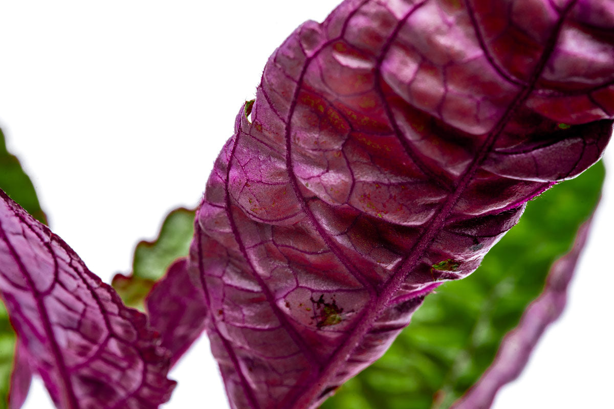 Exotic Purple Waffle Plant (Hemigraphis Exotica) - Live Houseplant for Home & Office Decor, Terrariums, and Indoor Gardens