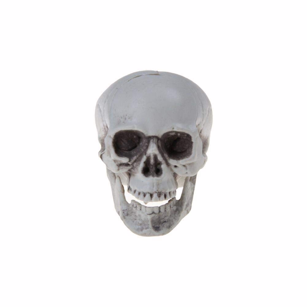 QINXI Halloween Human Skull Decor - Realistic Plastic Skeleton Head Prop for Scary Party Decorations | Perfect for Coffee Bar, Home, and Halloween Party Decor | Spooky Decorative Statue for Themed Events