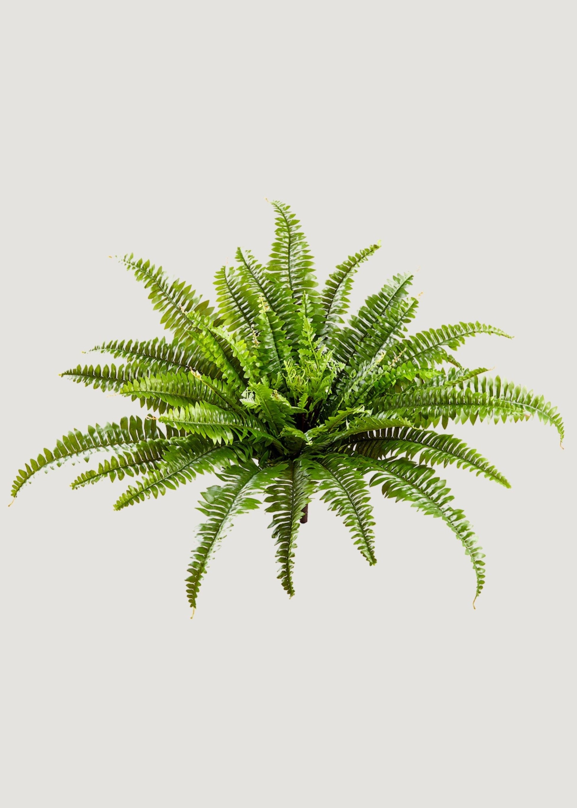 UV Resistant Artificial Boston Fern Plant - 23