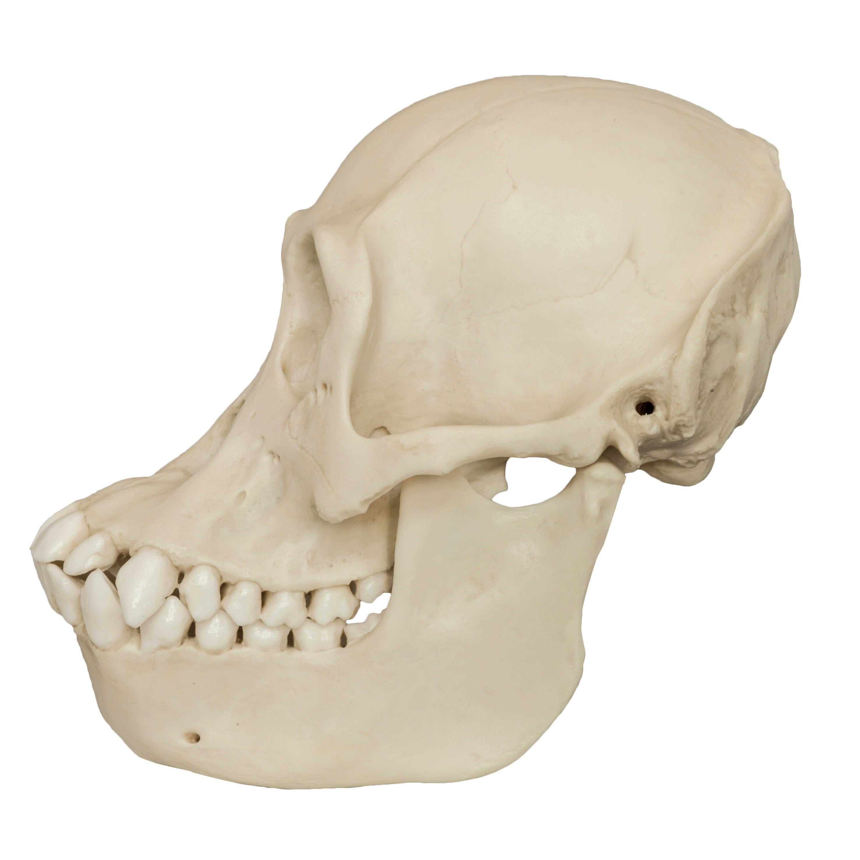 Authentic Bornean Orangutan Skull Replica - Female - Perfect for Educational Displays, Anthropology Studies & Home Decor