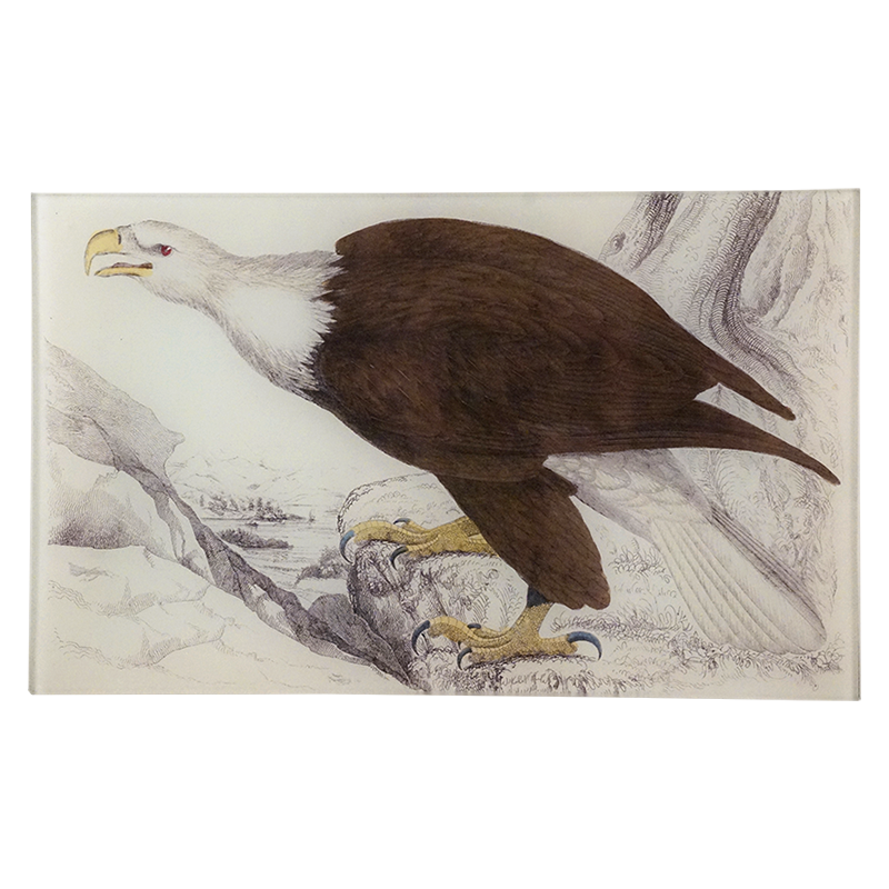7T Eagle PNG - High-Quality Eagle Vector Image for T-Shirts, Logos & Digital Designs | Perfect for Branding, Apparel & Graphic Projects