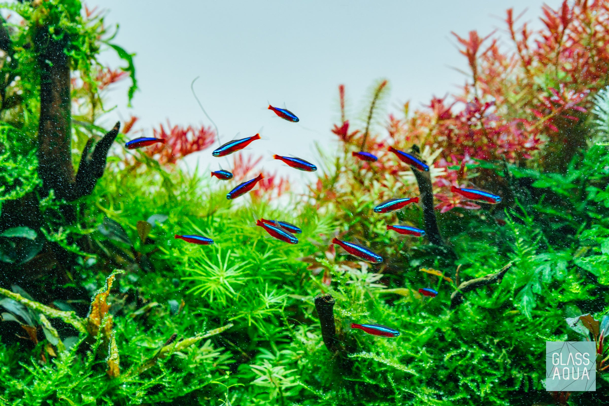 Rotala Rotundifolia - Live Aquarium Plant for Freshwater Fish Tanks | Easy to Grow Aquatic Plant for Aquascaping & Shrimp Tanks | Perfect for Beginners & Planted Aquariums