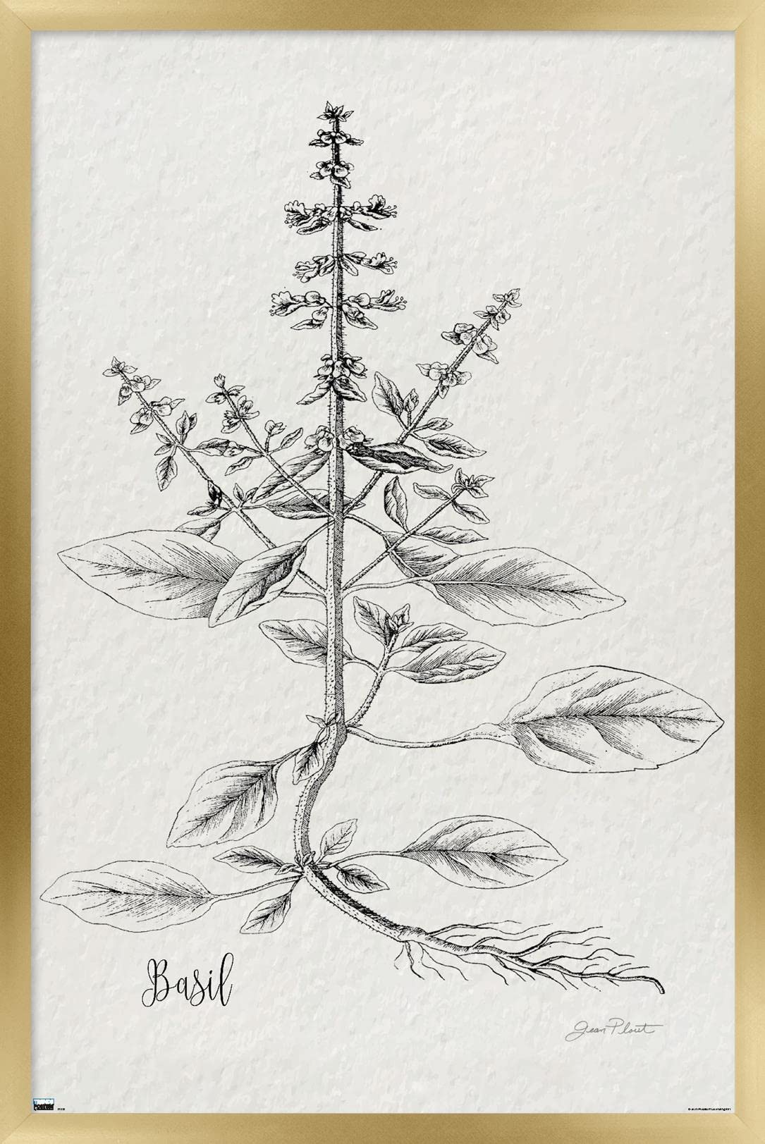 Trends International Jean Plout - Botanical Studies Wall Art Poster, 14.725