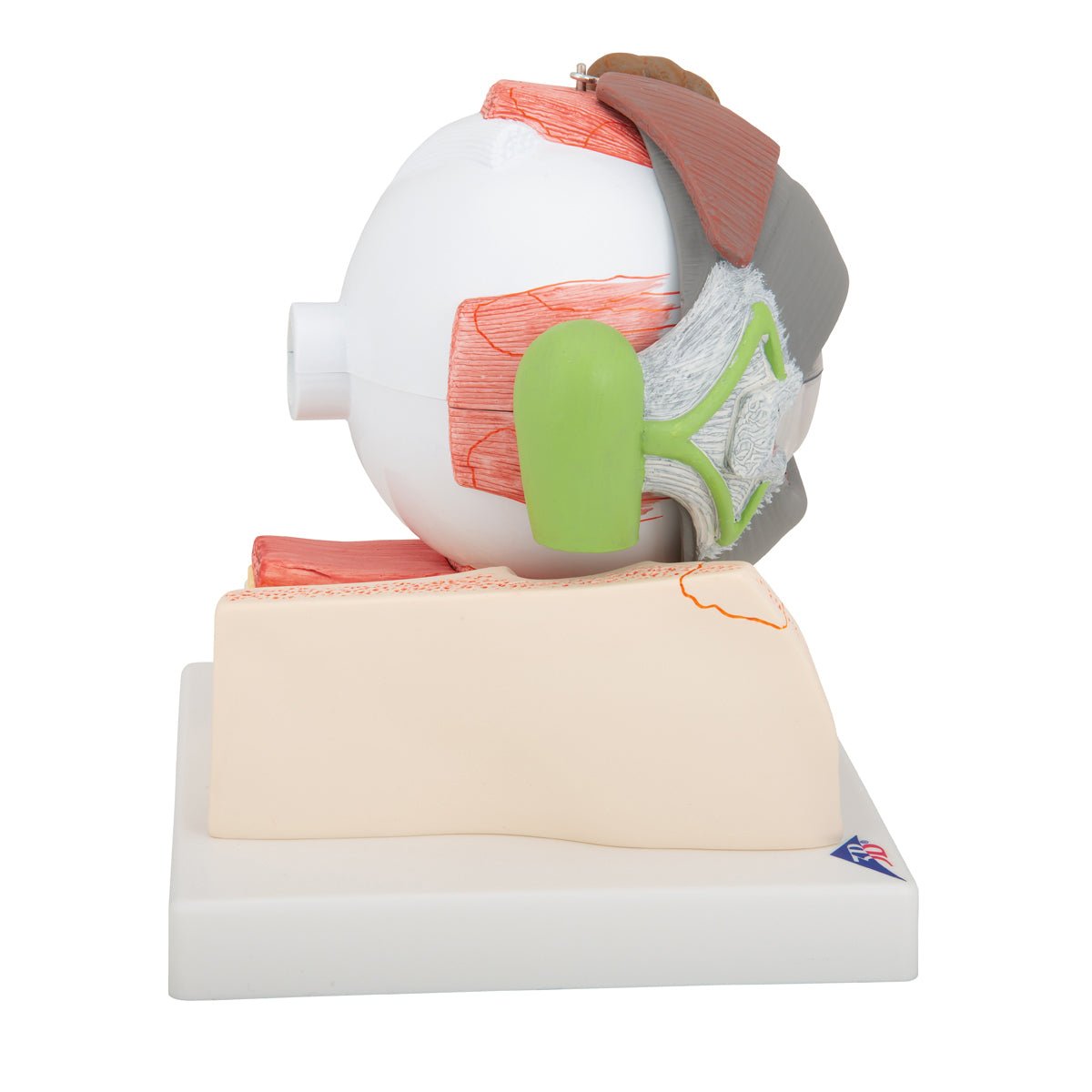 Giant Human Eye Anatomy Model - 5X Life Size, 8-Part Detachable for Medical Student Study & Classroom Demonstration | Perfect for Biology Labs, Science Education & Healthcare Training
