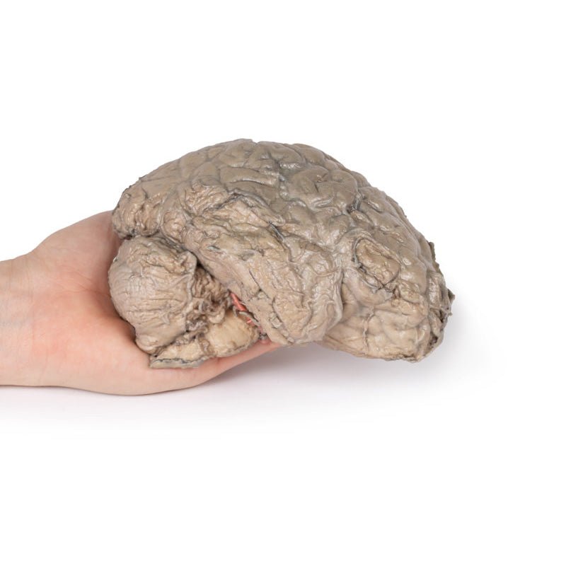 3D Printed Brain Hemisection Model - Anatomical Human Brain Study Tool for Neuroscience Education & Medical Training