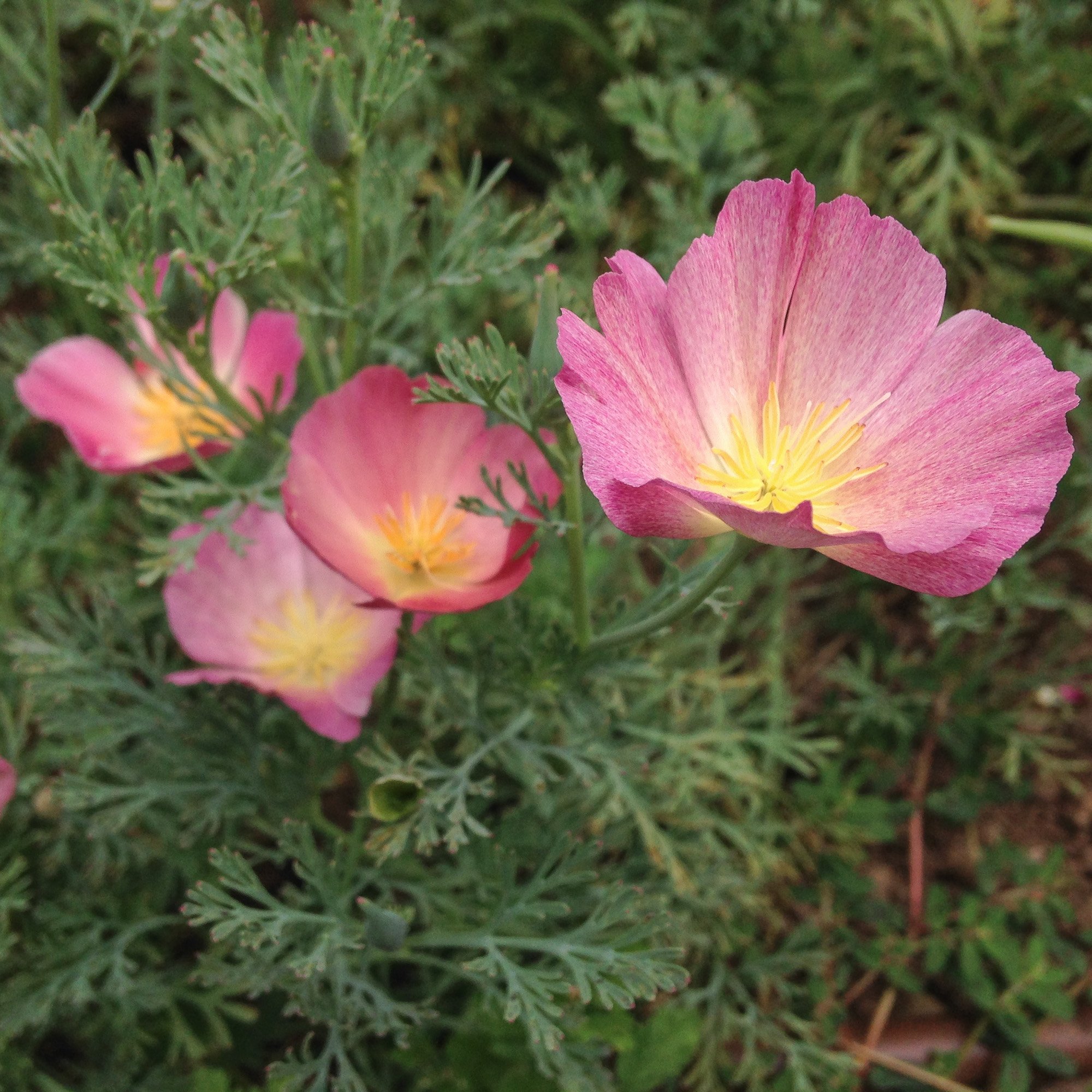 Purple Gleam California Poppy Seeds for Planting - 200 Seed Packet of Annual Wildflowers | Garden, Landscaping & Pollinator-Friendly Flower Seeds