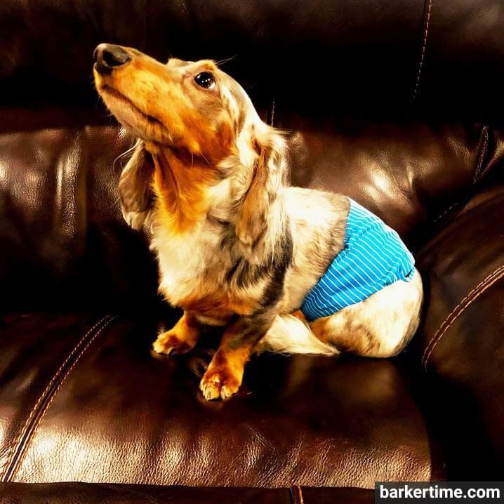 Premium Blue Stripes Male Dog Belly Band - Washable Dog Diaper Wrap for Small Male Dogs (Made in USA) - Perfect for House Training, Incontinence & Travel Protection