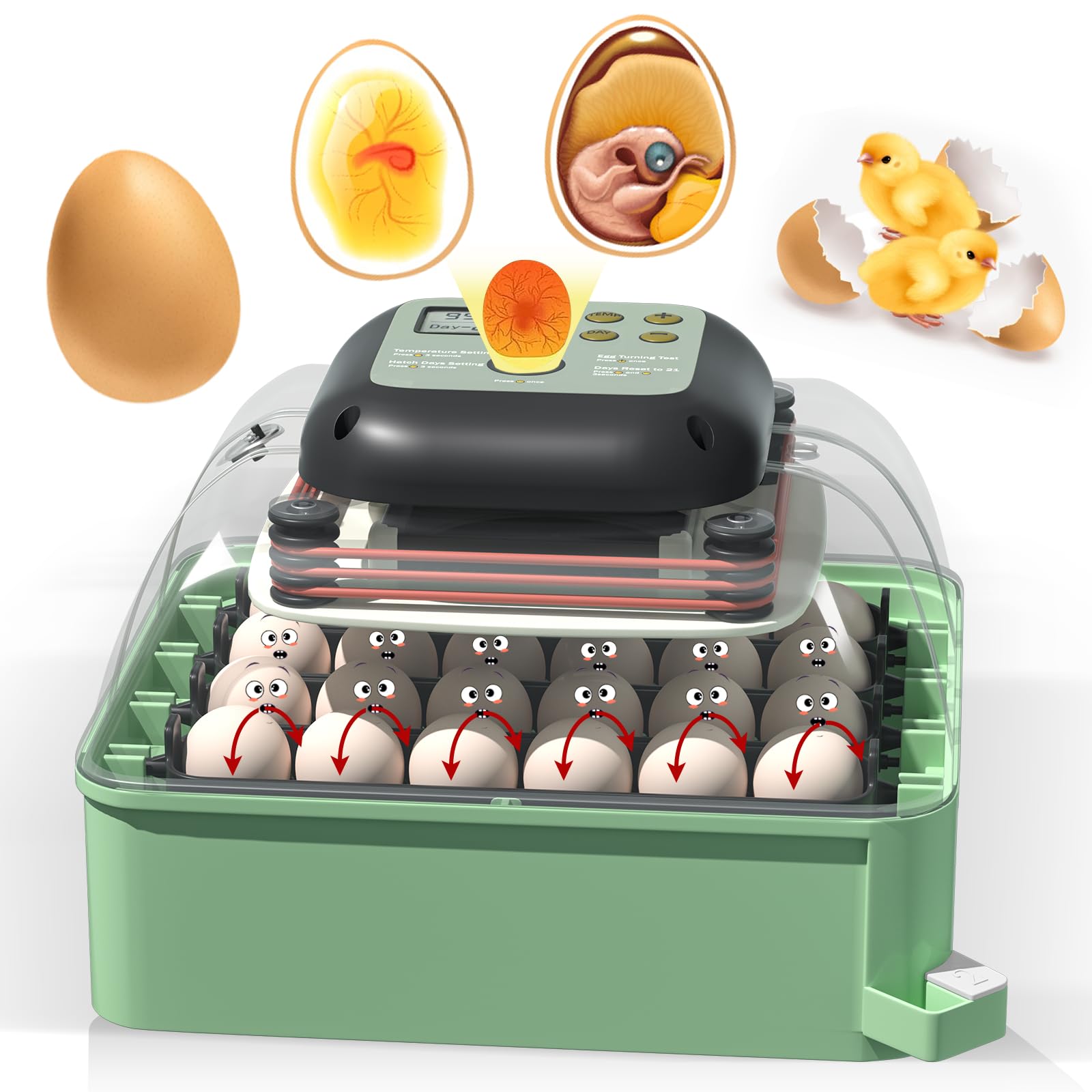 Automatic Egg Incubator for Chicken Duck Quail Eggs - 24 Egg Capacity with Auto Turning & Humidity Control - Green Backyard Poultry Hatcher for Home Farming & Hobbyists