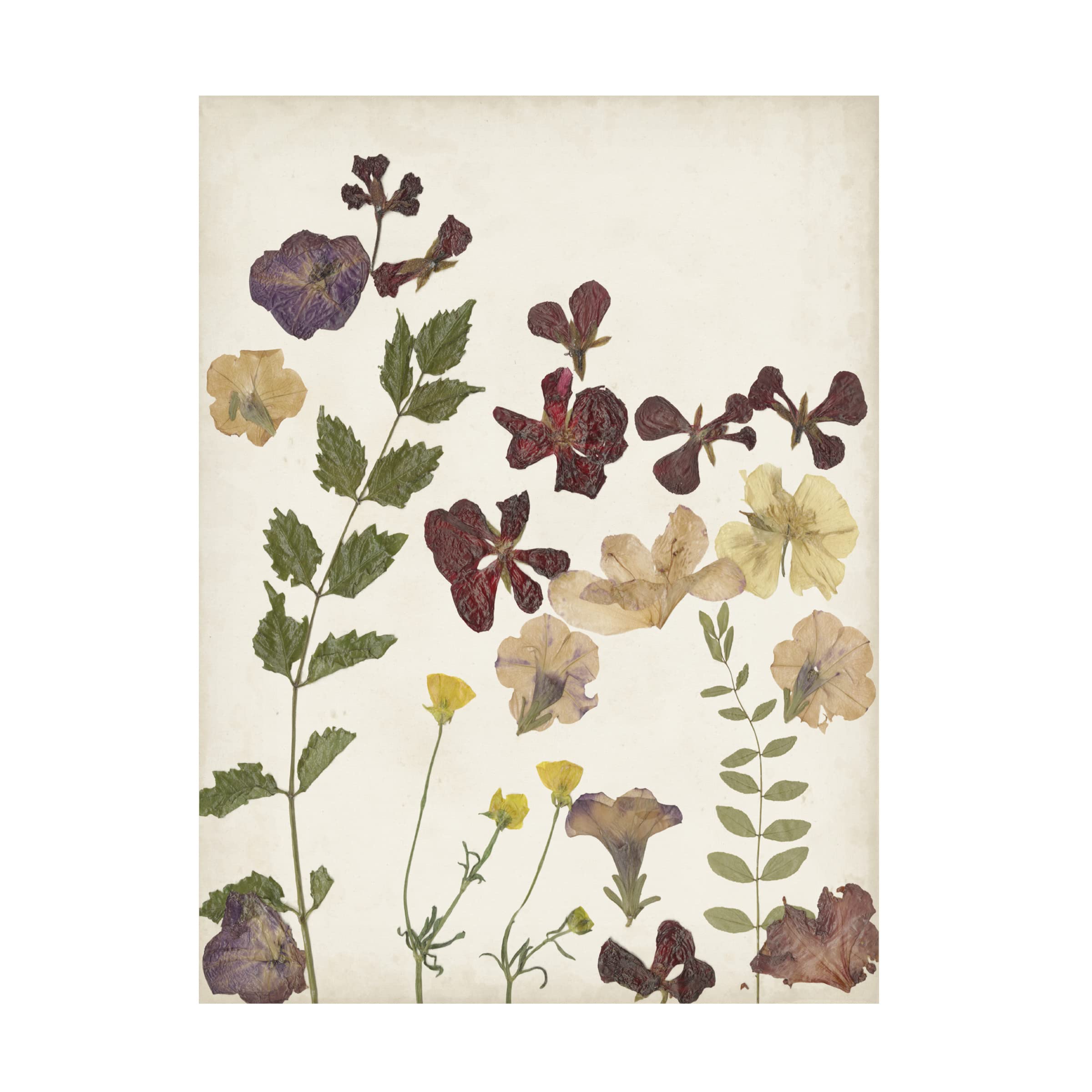 Pressed Flower Arrangement V Canvas Wall Art by Regina Moore - Handmade Botanical Floral Decor for Living Room, Bedroom & Office