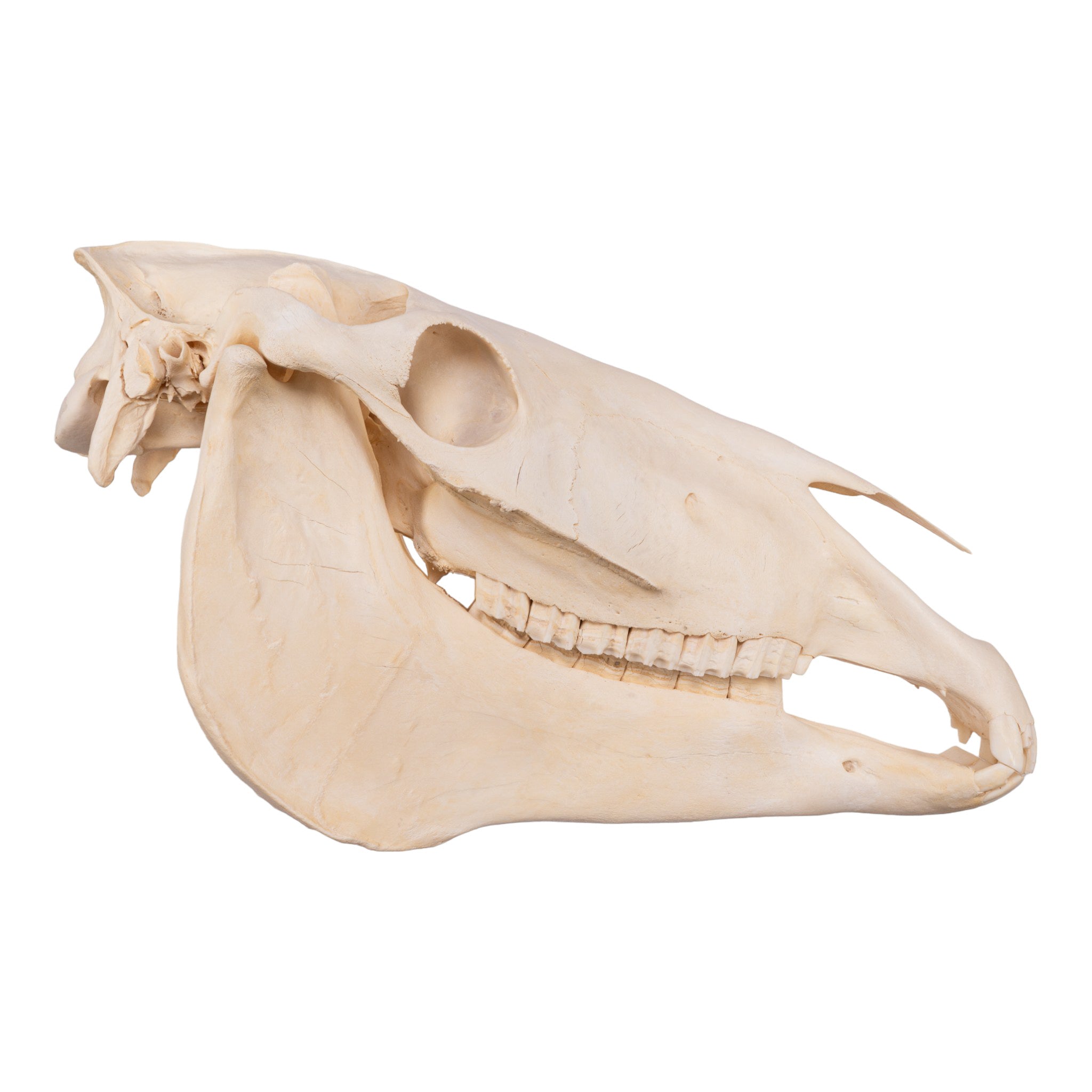 Real Horse Skull - Authentic Animal Bone Specimen for Taxidermy, Gothic Decor, and Educational Use | Perfect for Halloween, Oddity Collectors, and Science Classrooms