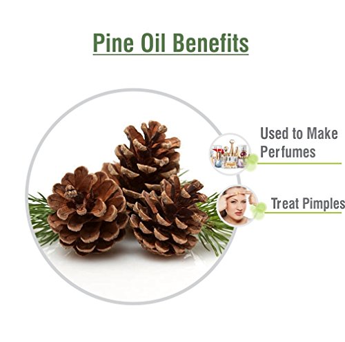 100% Pure & Natural Pine (Pinus Sylvestris) Essential Oil - Undiluted Therapeutic Grade Aromatherapy Oil - 1000ml for Diffusers, Massage & DIY Skincare
