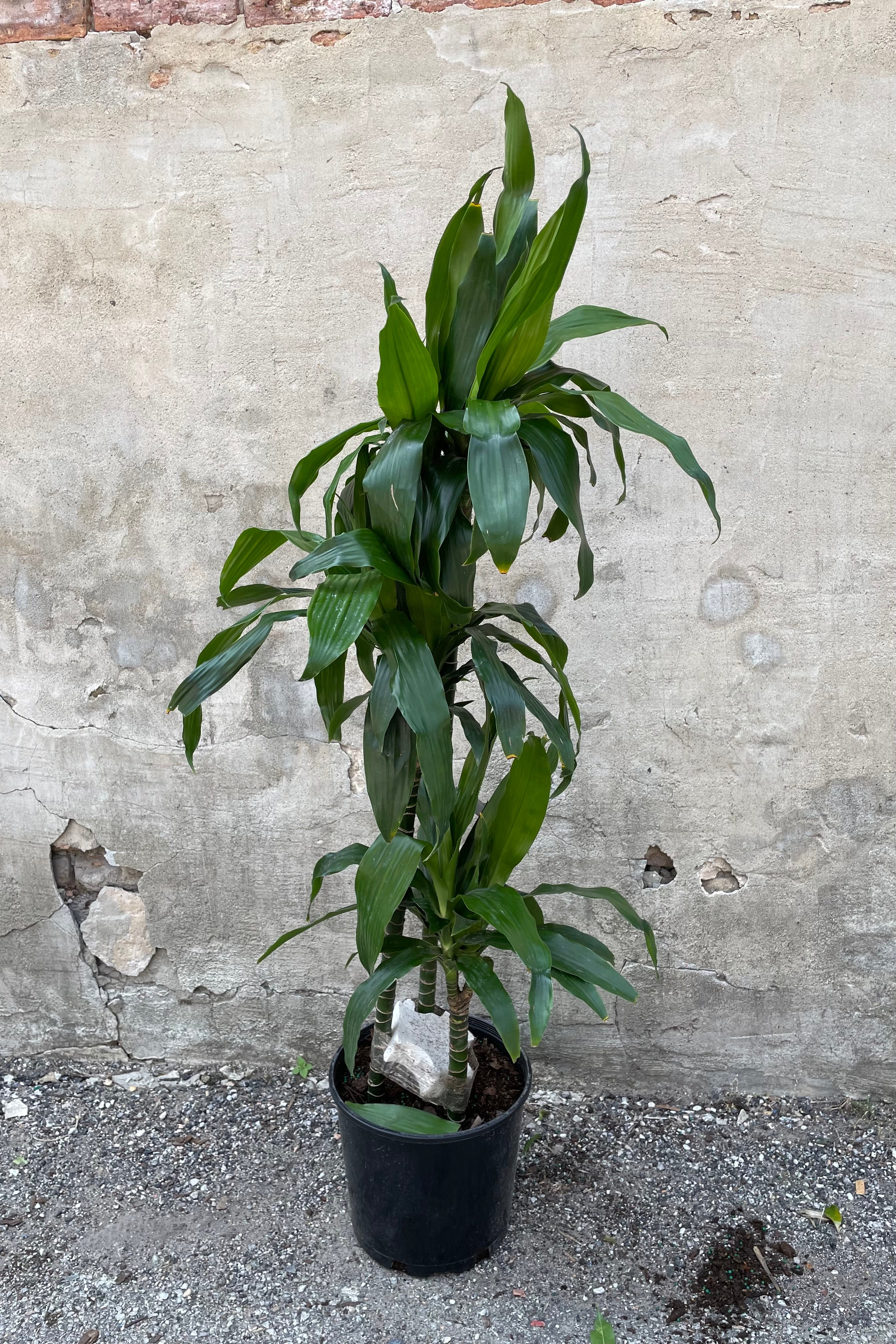 Dracaena 'Janet Craig' Staggered Cane Indoor Plant - 10