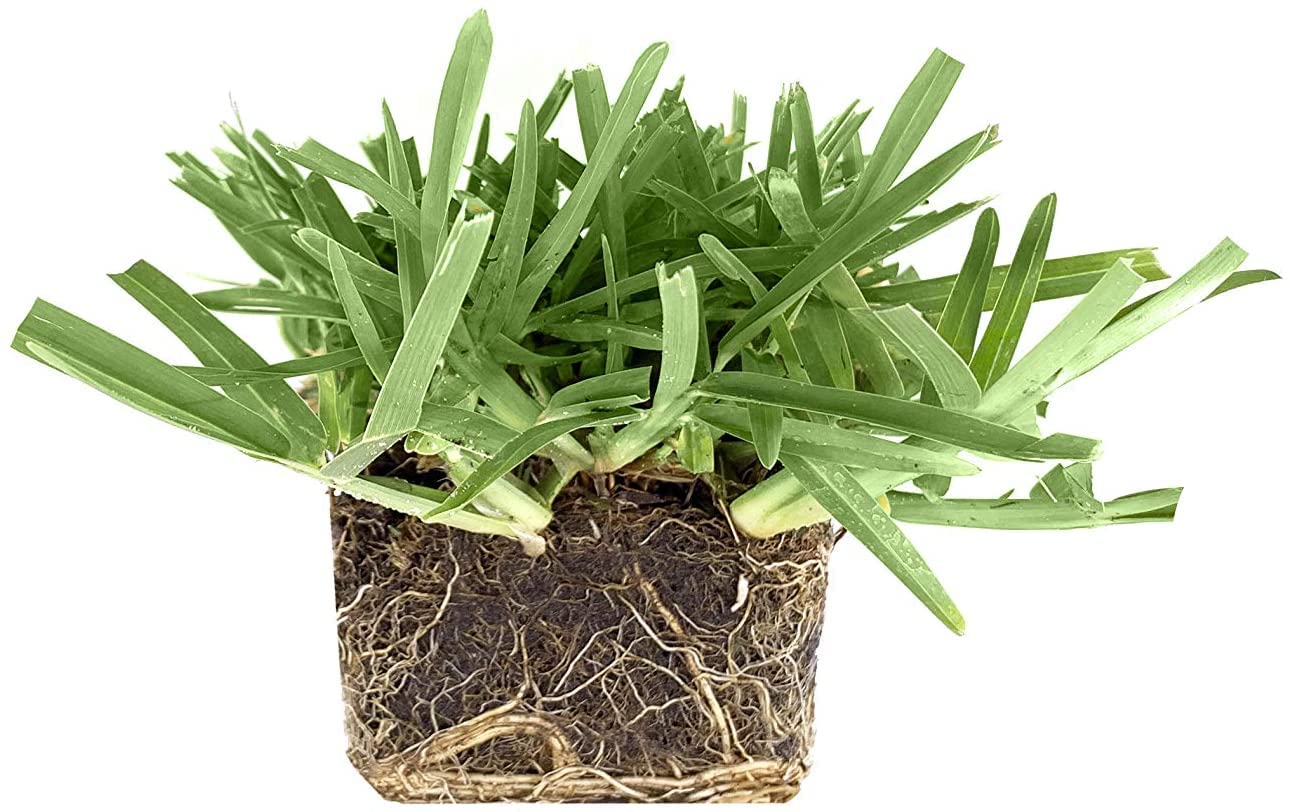 St. Augustine 'Floratam' 3 Inch Sod Plugs - 72 Extra Large Live Grass Plugs - Drought, Salt & Shade Tolerant Turf Grass for Lawns, Landscaping & Coastal Areas