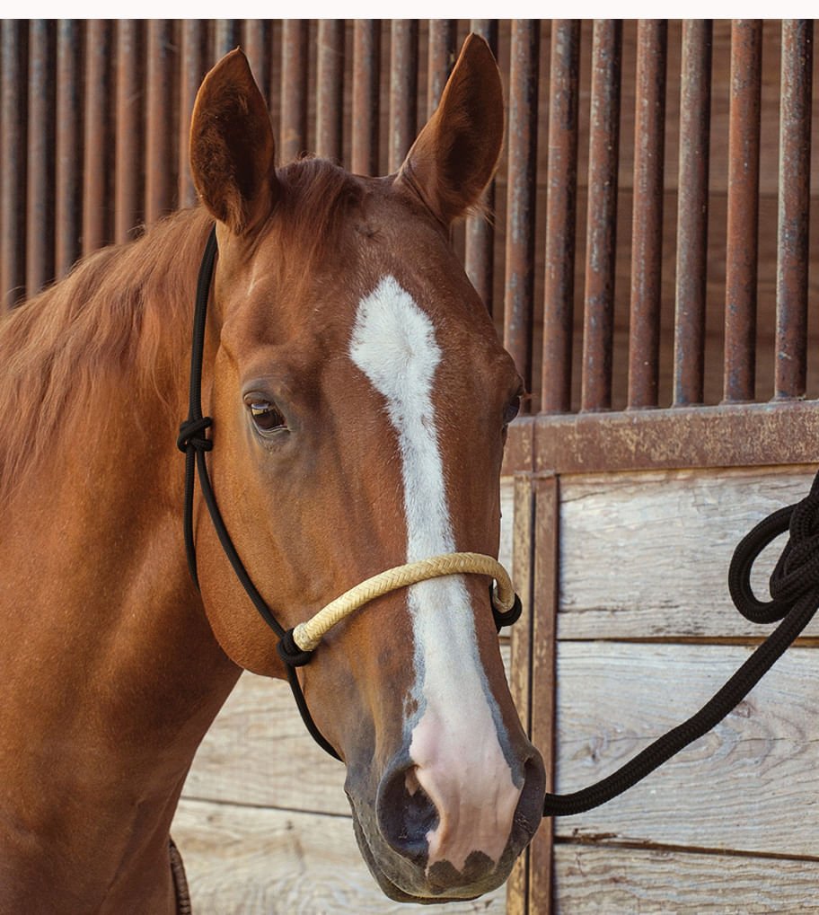 Classic Equine Braided Rawhide Nylon Rope Halter for Horses - Durable & Adjustable Horse Training Halter for Riding, Grooming & Show Events