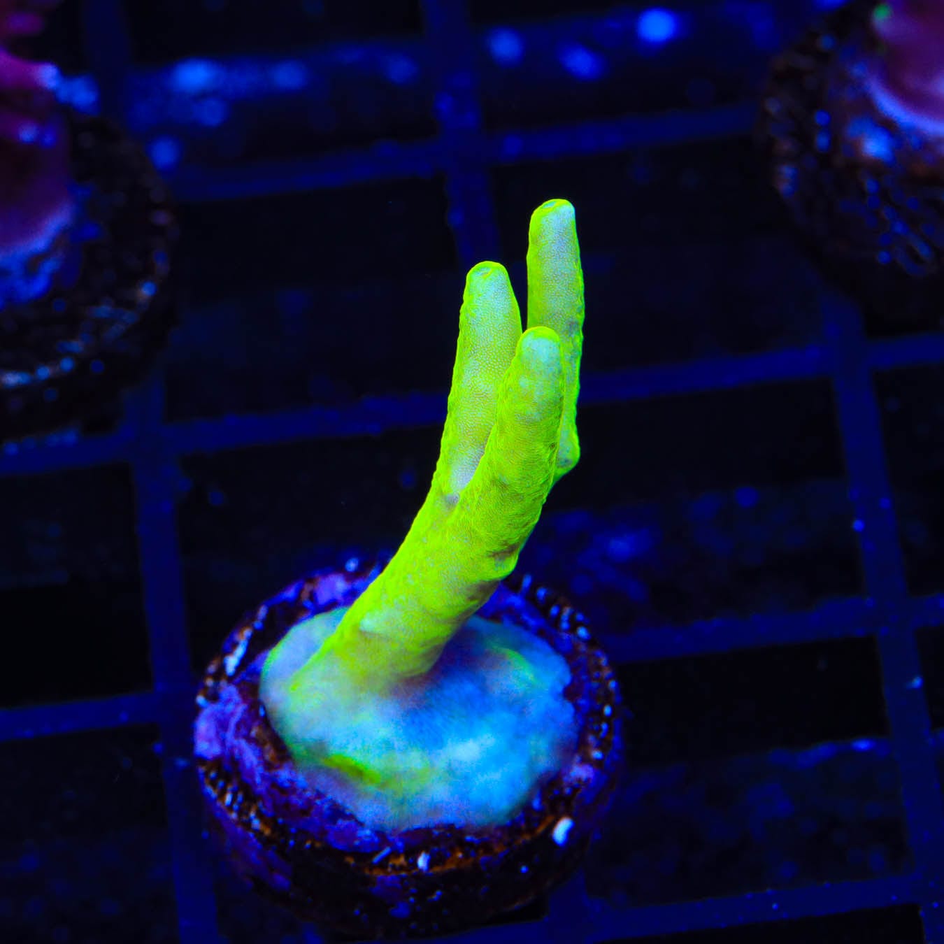 Premium Banana Lokani Acropora Coral for Saltwater Reef Tanks - Vibrant Yellow SPS Coral for Aquascaping & Coral Propagation