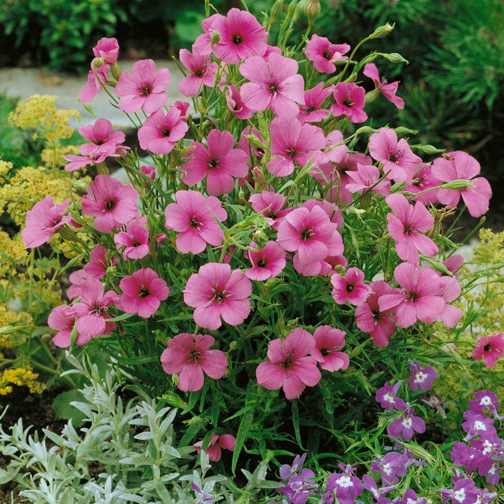 Outsidepride 10,000 Annual Rose Viscaria Flower Seeds for Planting - Beautiful Garden Flowers for Borders, Bouquets & Landscaping