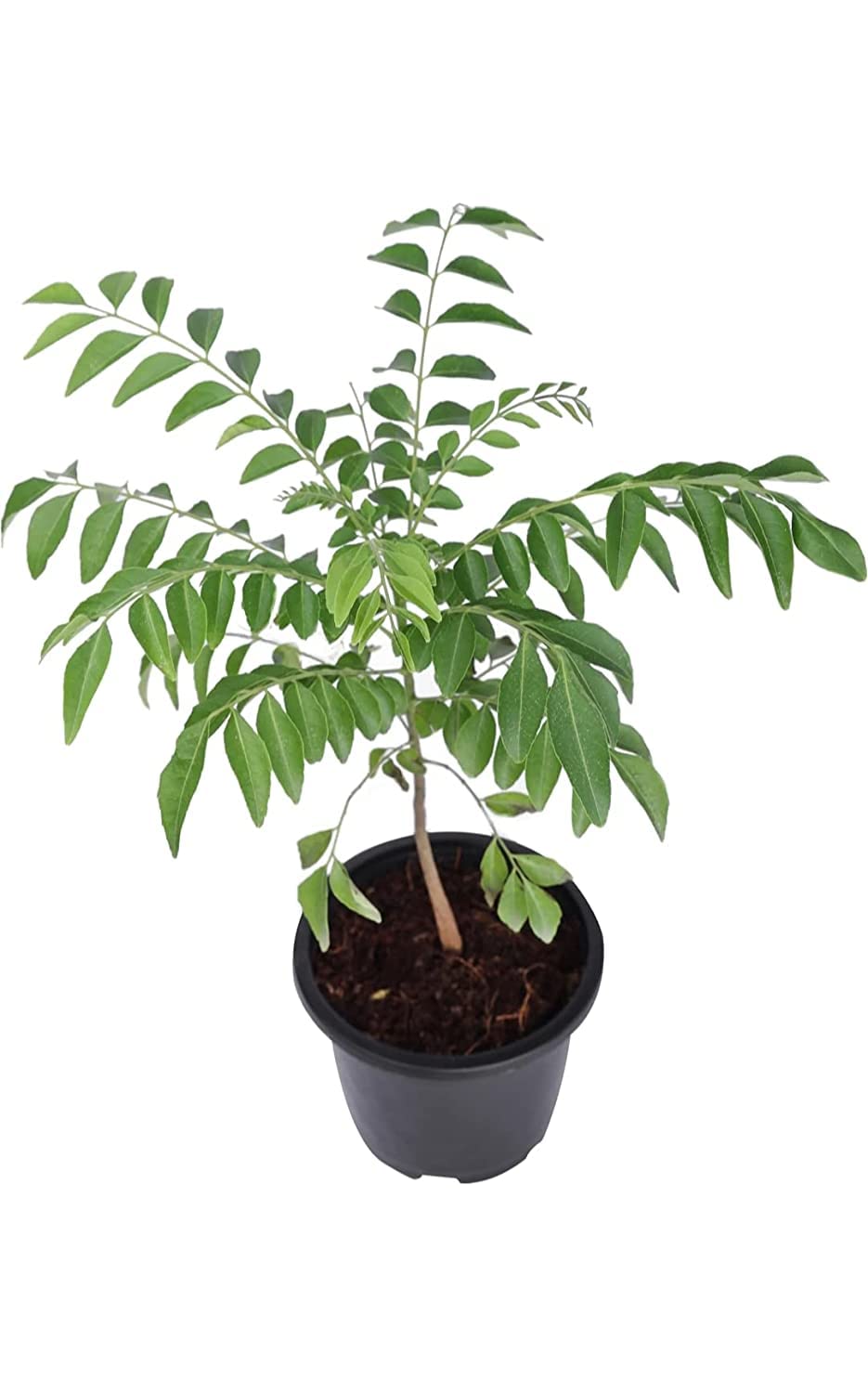Organic Curry Leaf Plant (Murraya koenigii) - Fresh Curry Leaves for Cooking - Perfect Outdoor Herb Garden Plant for Indian & Asian Cuisine - Ideal for Home Gardens, Balconies & Patios