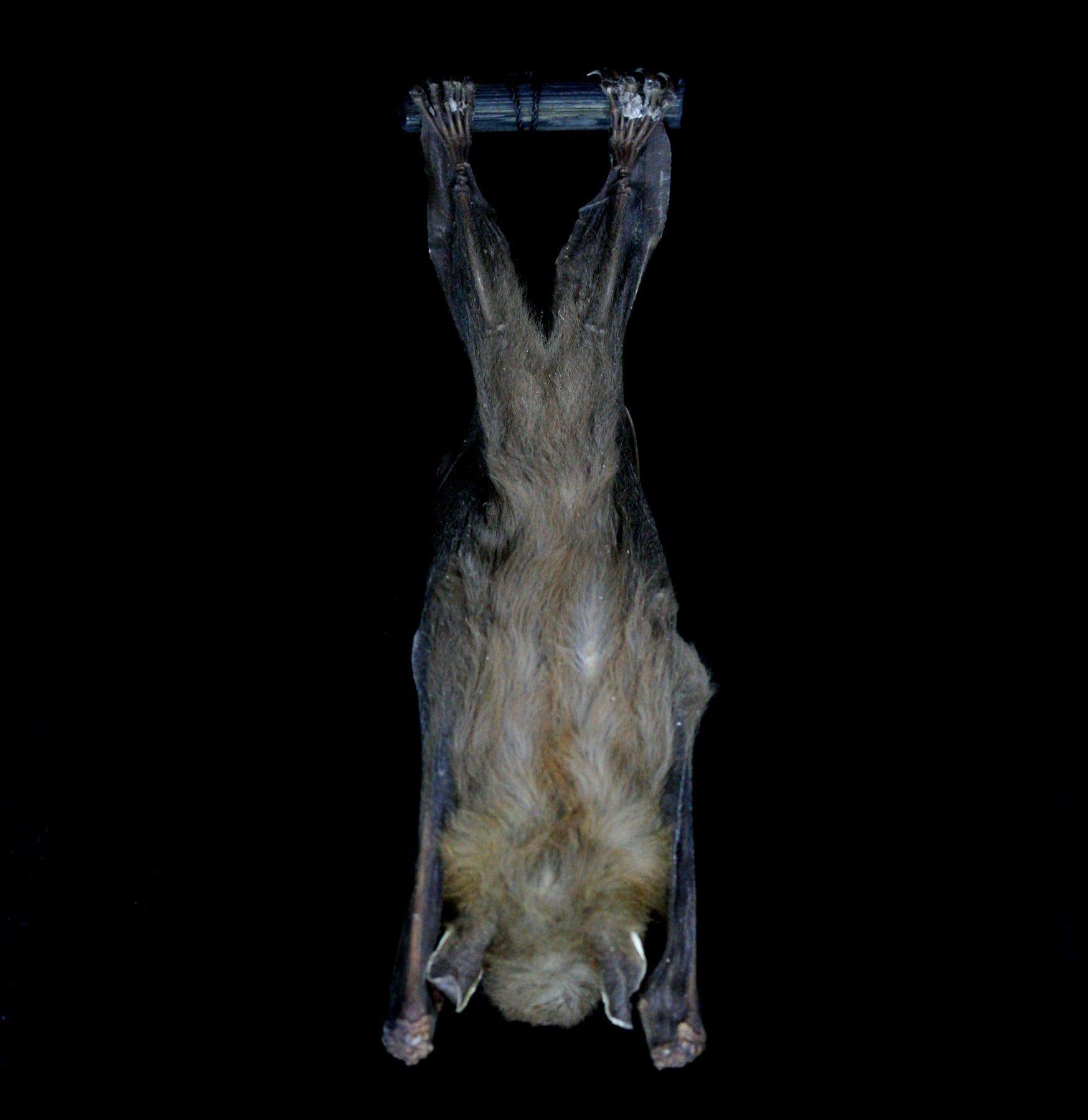 Realistic Hanging Cynopterus Brachyotis Taxidermy Bat - Authentic Preserved Bat Specimen for Home Decor, Gothic Display & Halloween Props - Perfect for Spooky Room Decor, Horror Collections & Unique Gifts