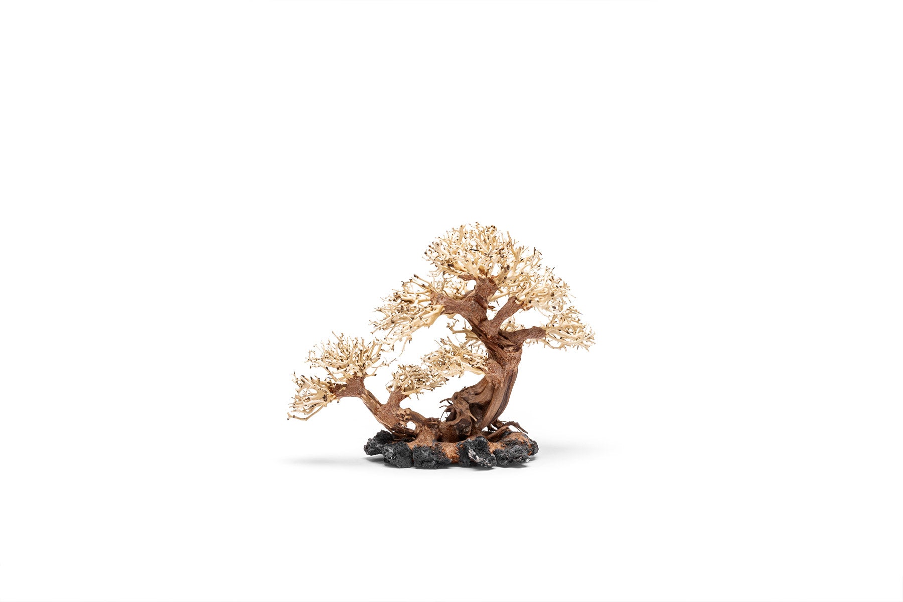 Uns Bonsai 011 - Premium Mini Bonsai Tree for Home & Office Decor | Perfect for Zen Gardens, Desk Decorations, and Gift Ideas
