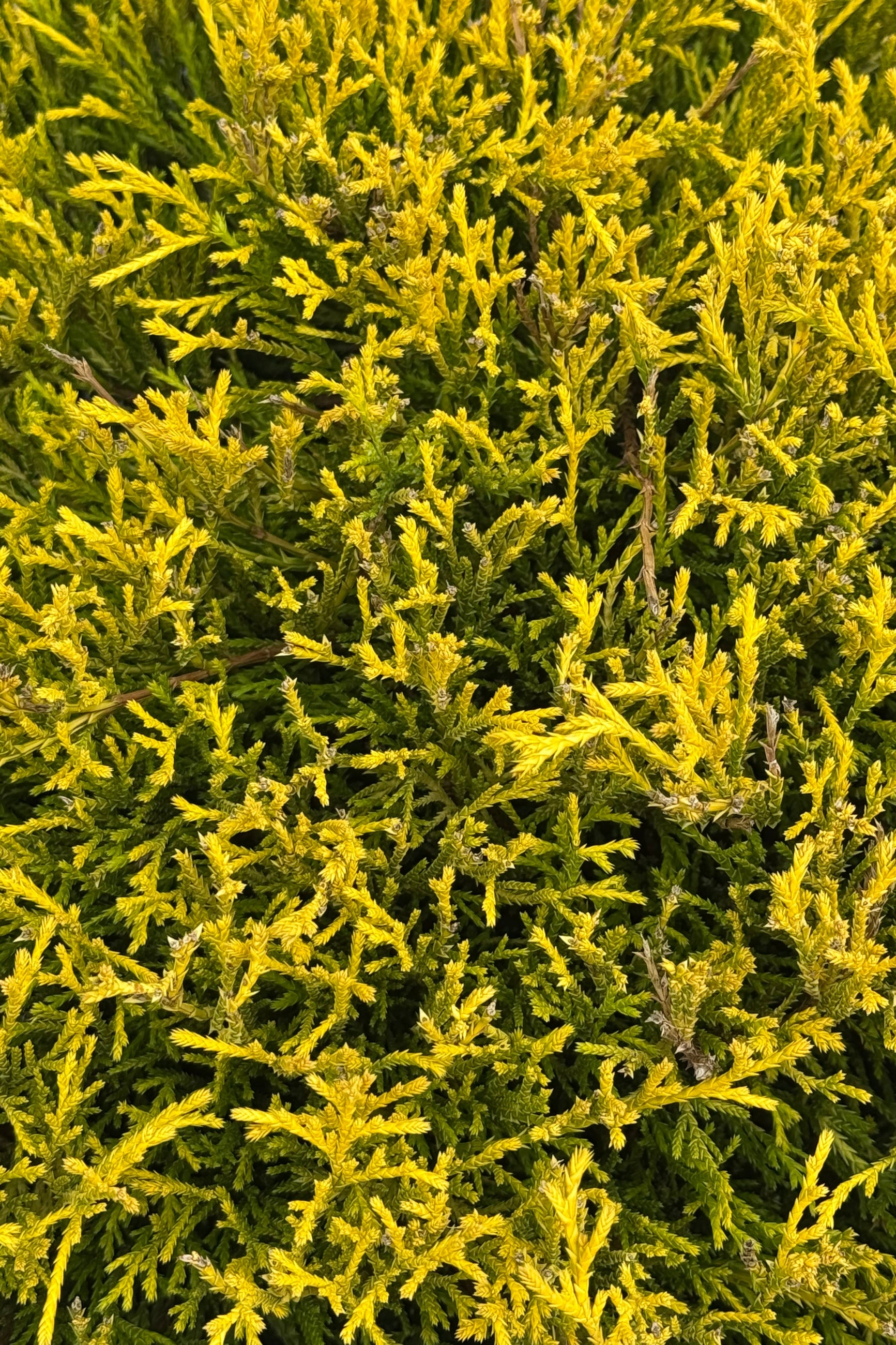 Golden Mop False Cypress (Chamaecyparis pisifera) - #5 Container Size | Evergreen Shrub for Landscaping, Garden Borders & Container Gardening