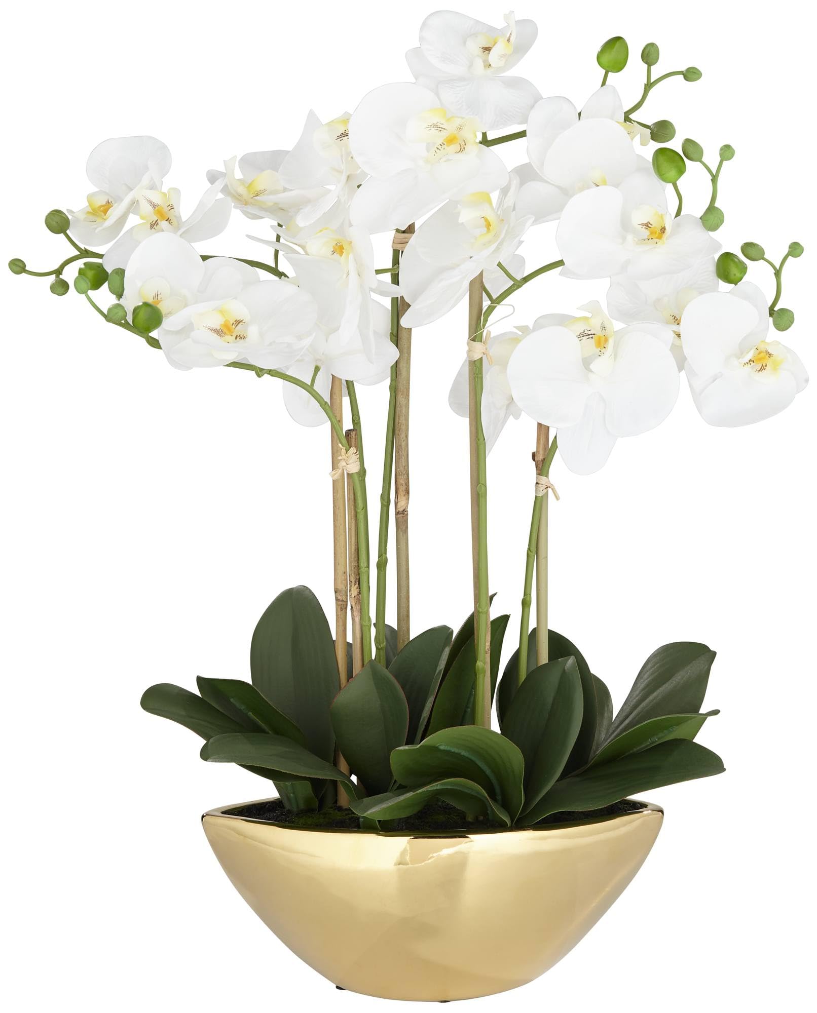 Belvois White Orchid 22