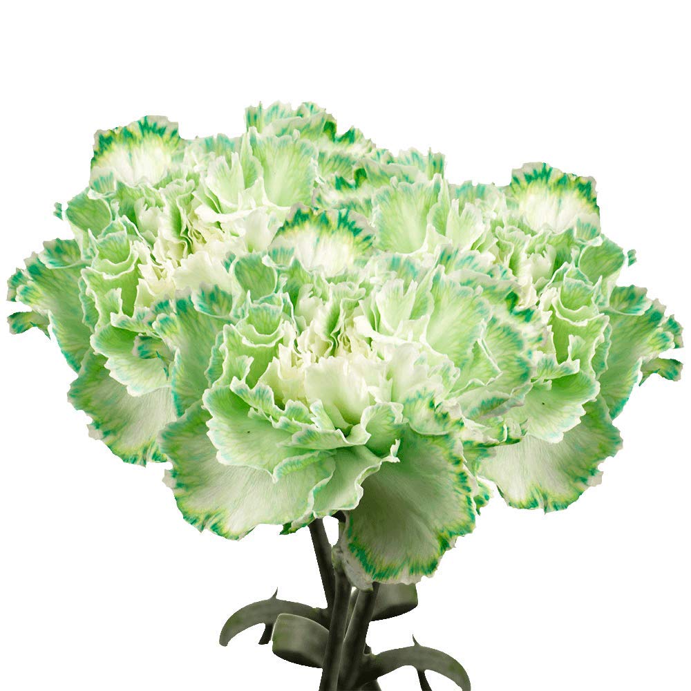 Fresh Cut Green Carnations Bulk - 300 Stems for Mother's Day, Wedding Bouquets, Birthday Gifts, Anniversary Decor & Bridal Showers | Long-Lasting Flowers for Centerpieces, Home Decor & Special Events