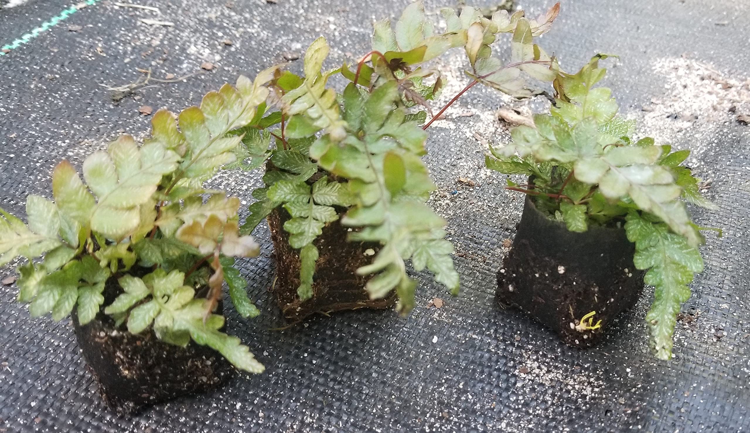 Ultimate Fern Collection - 90 Live Plants in 2 Inch Pots - Healthy & Beautiful Air-Purifying Indoor Plants - Easy to Grow for Home, Office & Gift Decor